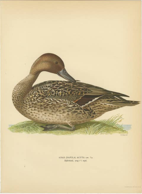 Vintage Pintail Duck Lithograph, Northern Pintail Anas Acuta, Sweden - 1929