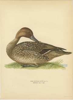 Vintage Pintail Duck Lithograph, Northern Pintail Anas Acuta, Sweden - 1929