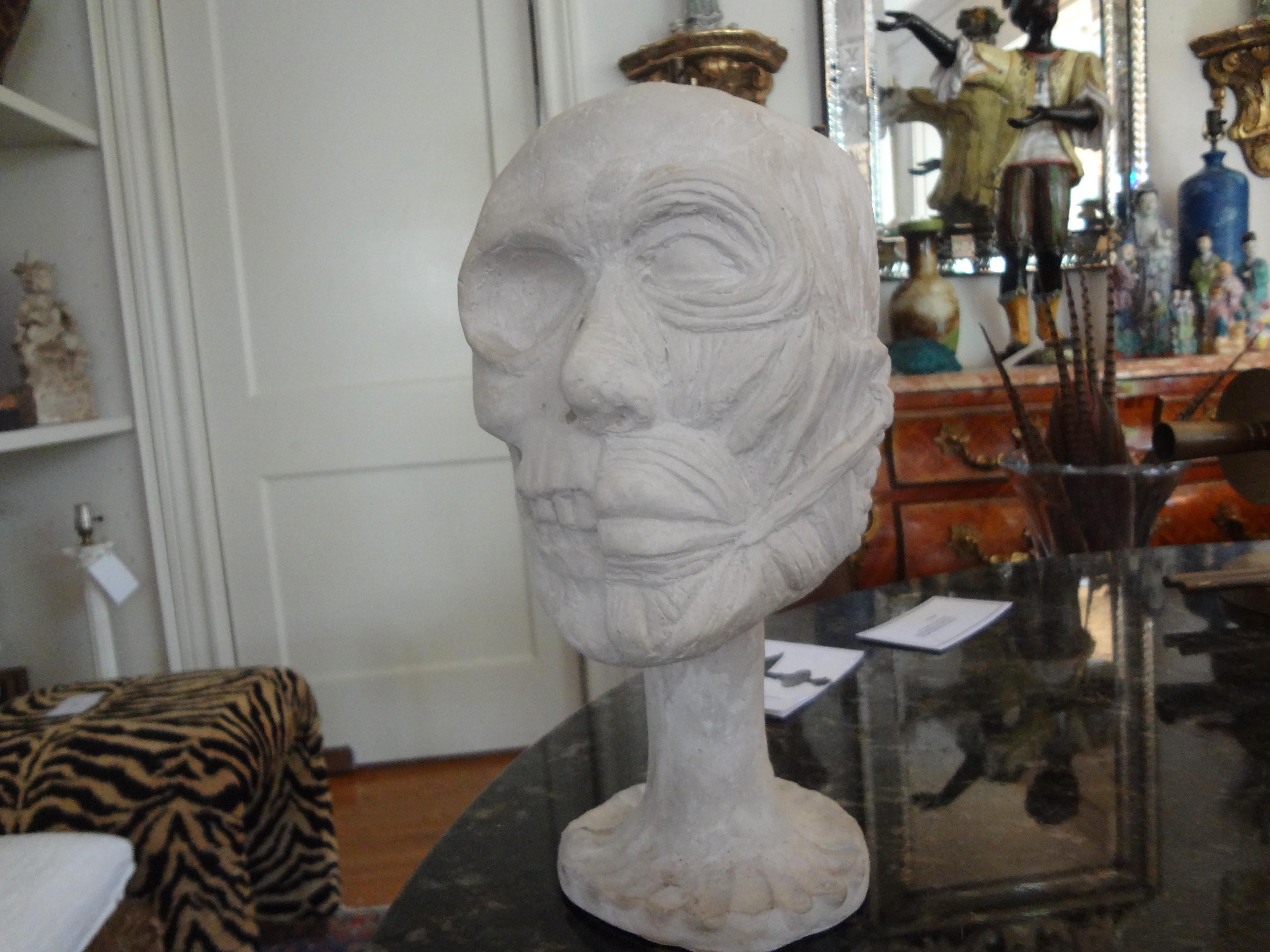 Autre Modèle de crâne anatomique en plâtre vintage en vente