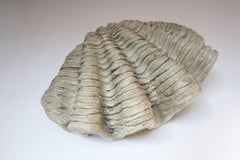 Vintage Plaster and Resin Giant Tridacna Clam Shell Centerpiece/Vide Poche