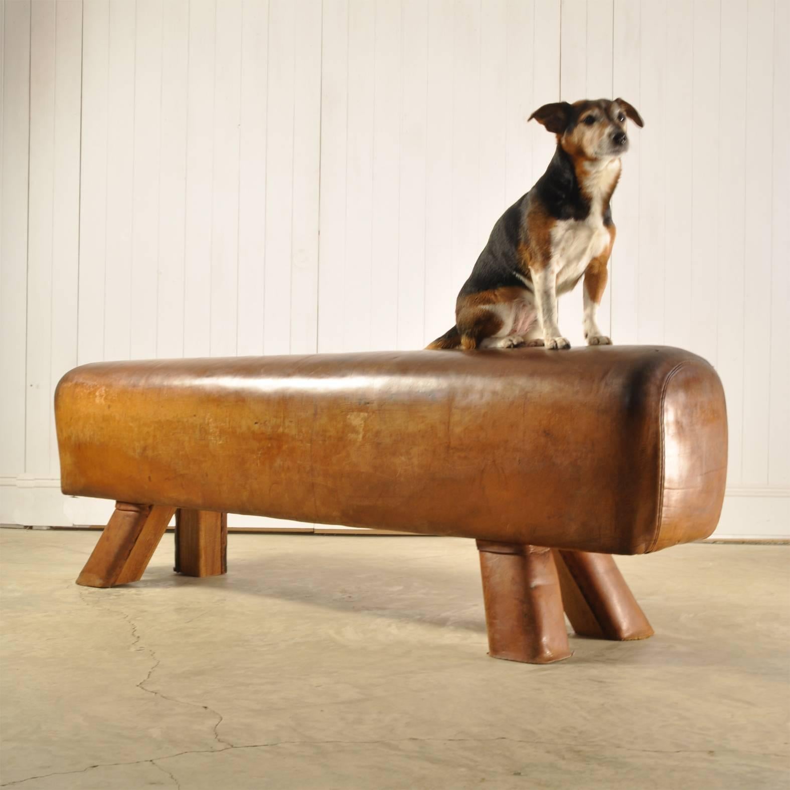 We are big fans of these early 20th century pommel horses, sourced in the Czech Republic.

We have cut the legs down so that they are a suitable height to sit on. Fantastic character and patina to both the leather and the legs. This one has a
