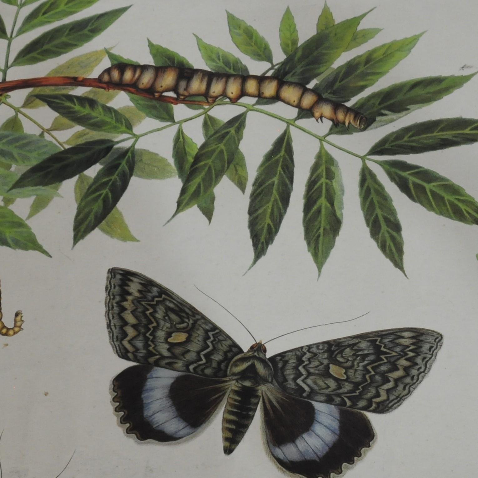 The vintage wall chart shows different kinds of caterpillars and butterflies. Colorful print on thick paper (almost cardboard).
Measurements:
Width 99.50 cm (39.17 inch)
Height 66 cm (25.98 inch)

Background information on the history of school