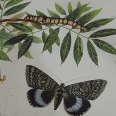 Vintage Poster Chart Caterpillars Butterflies Insects Country Style Decoration
