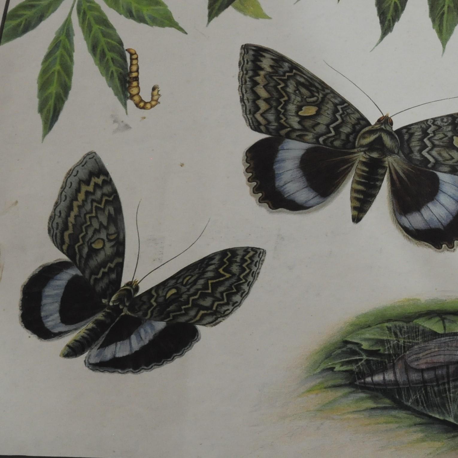 German Vintage Poster Chart Caterpillars Butterflies Insects Country Style Decoration