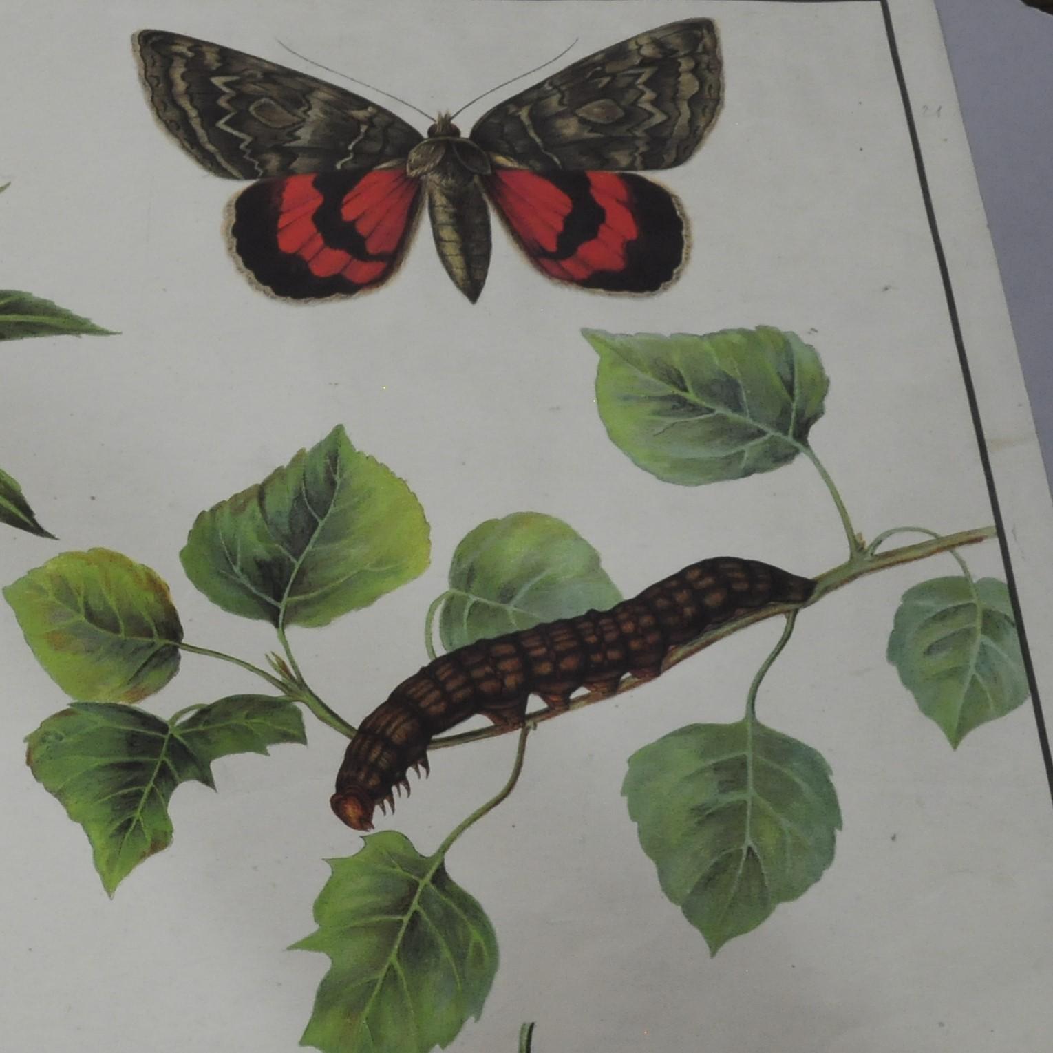 Vintage Poster Chart Caterpillars Butterflies Insects Country Style Decoration In Good Condition In Berghuelen, DE