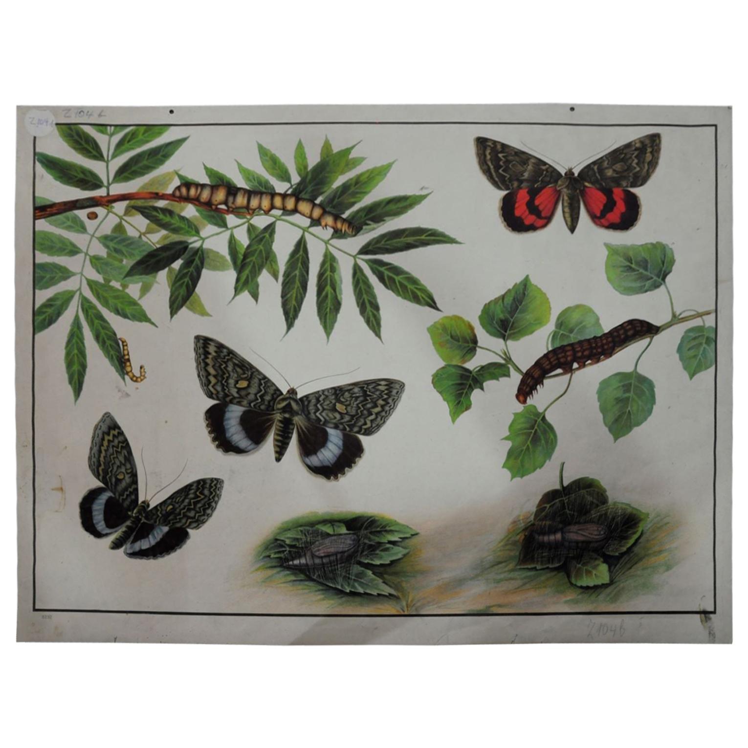 Vintage Poster Chart Caterpillars Butterflies Insects Country Style Decoration