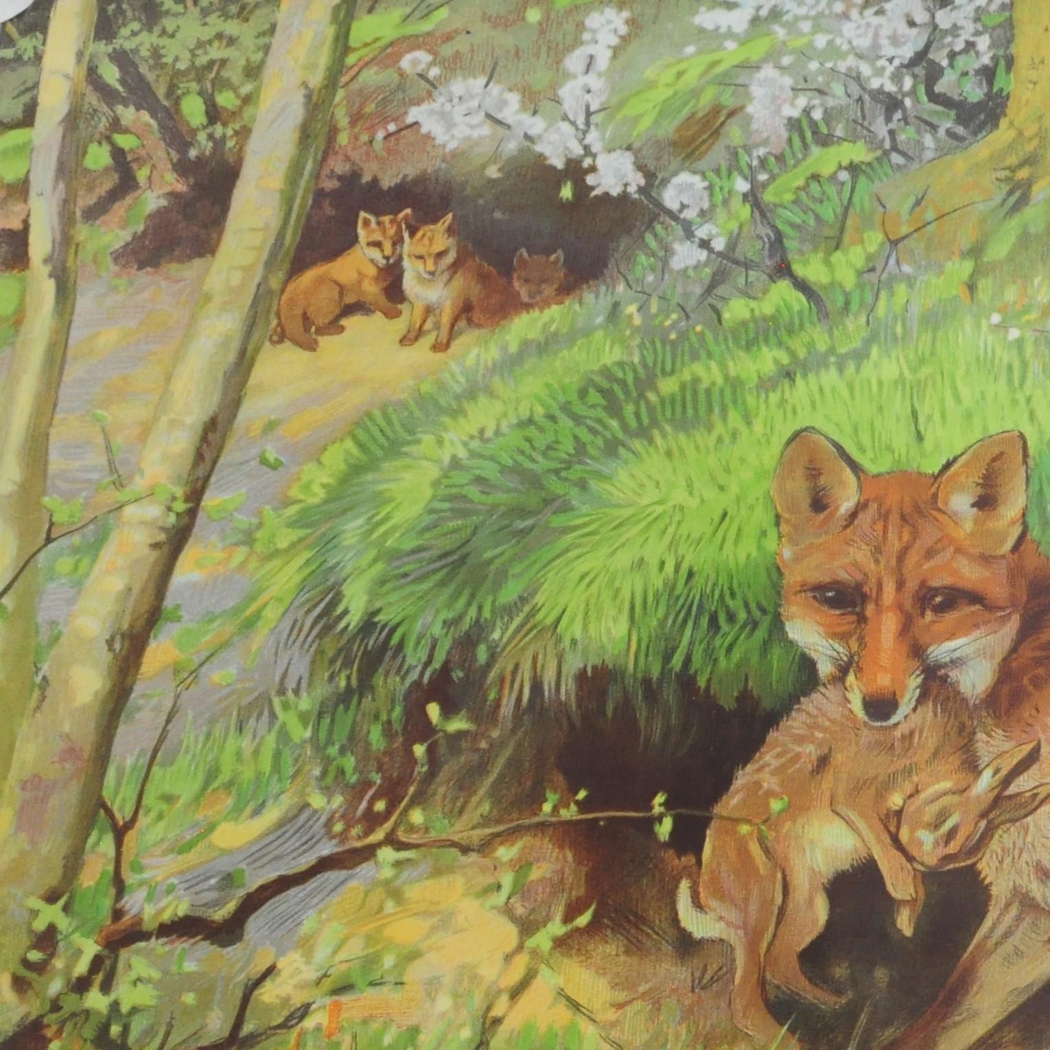 The vintage wall chart shows the appearance of a fox mother with a loot rabbit for its three fox cubs in the foxhole. Published by the Meinhold Verlagsgesellschaft, Dresden. Colorful print on thick paper (almost cardboard).
Measurements:
Width 92 cm