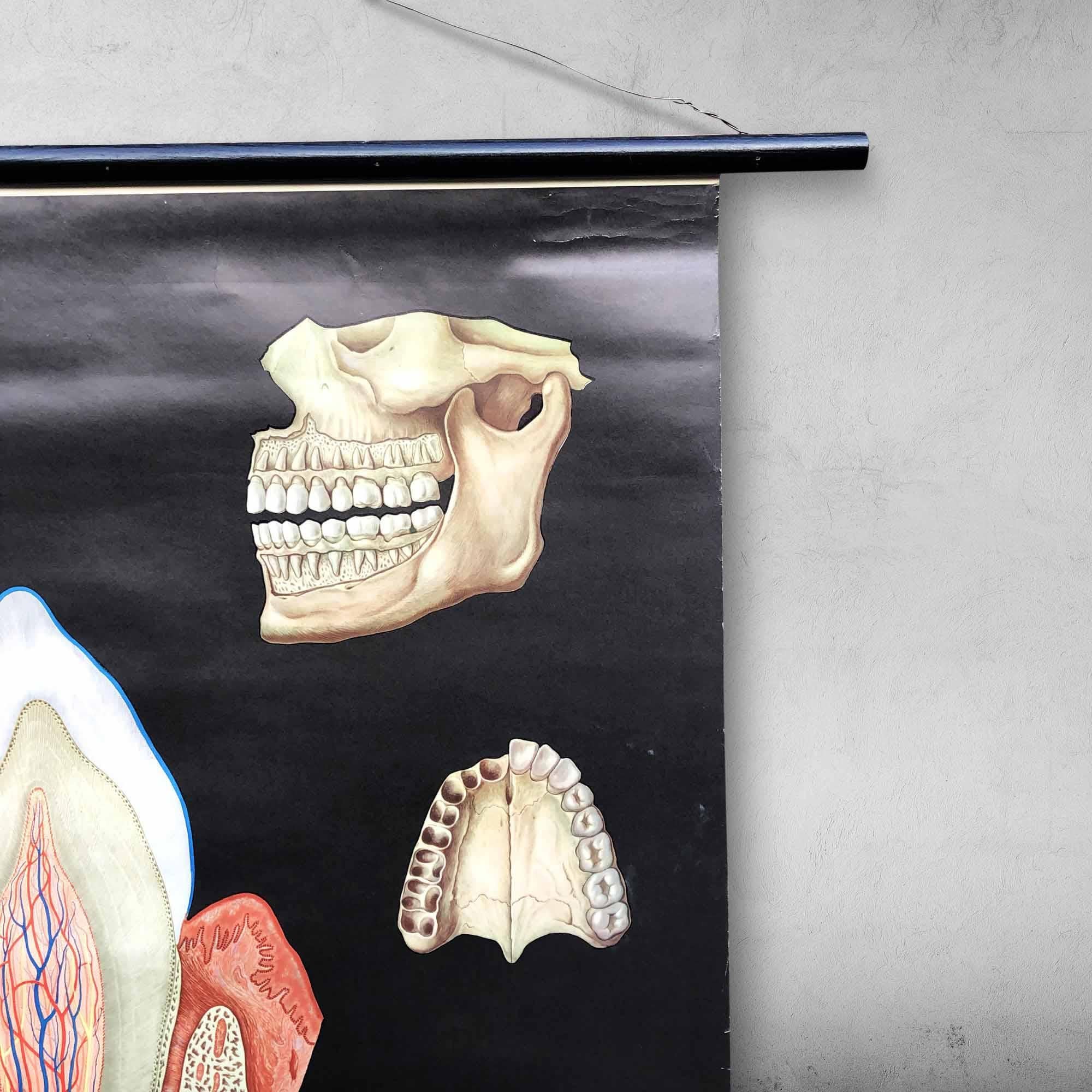 Eine original deutsche Wandtafel über menschliche Zähne.
Der Text auf der Karte ist in deutscher Sprache und wurde für Unterrichtszwecke verwendet. Es hat ein prächtiges Design, detaillierte Zeichnungen und schöne tiefe Farben.

Ideal für