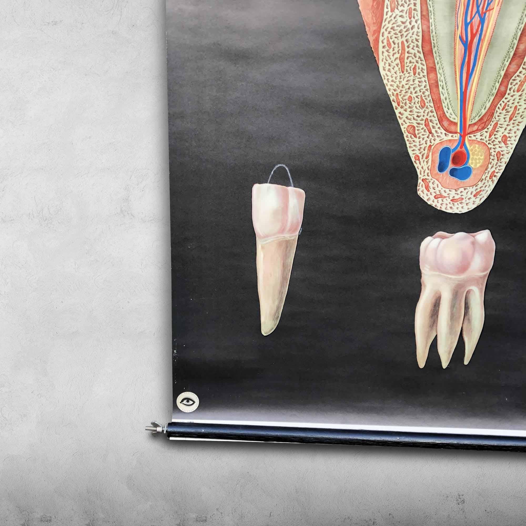 German Vintage Poster Human Teeth For Sale
