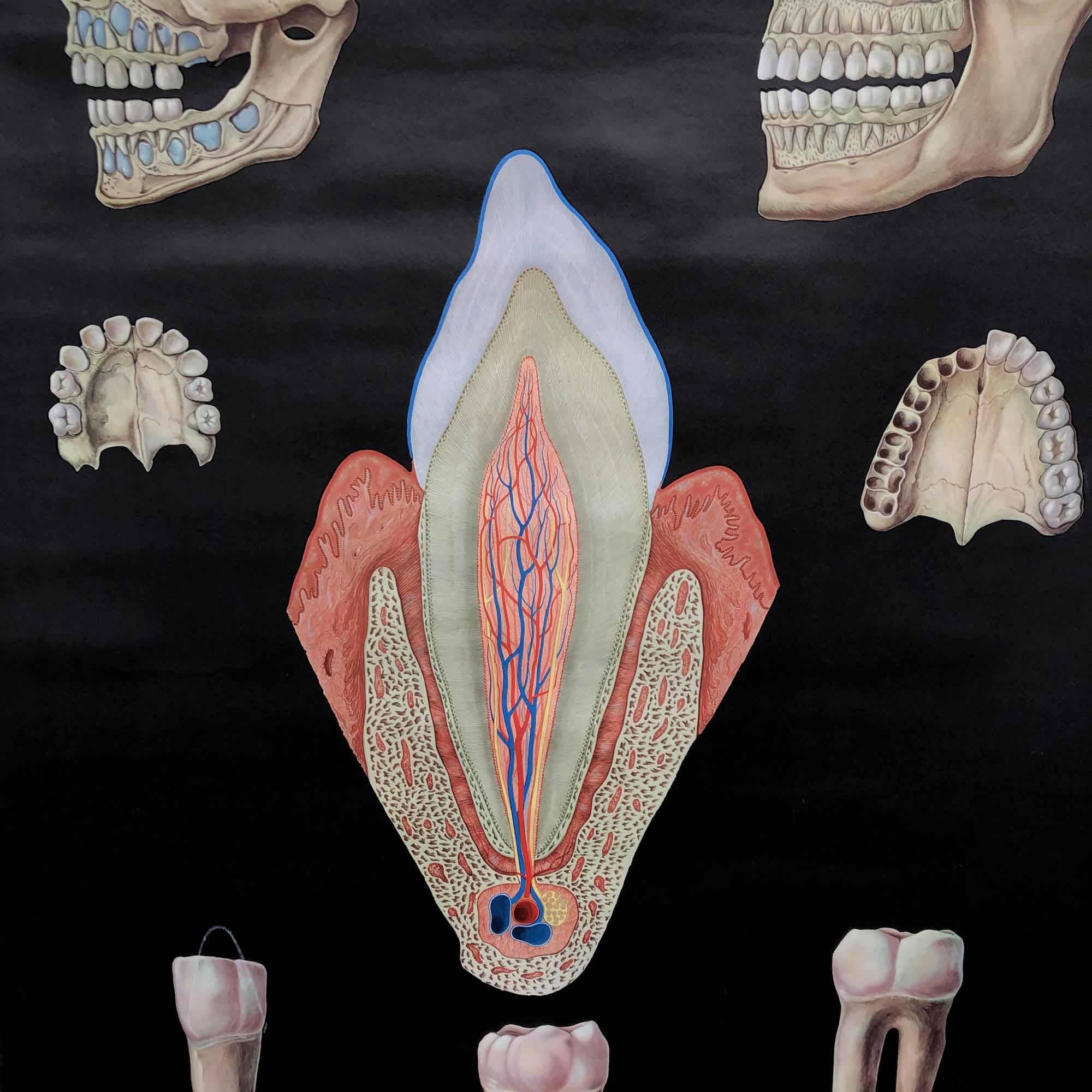 Vintage Poster Human Teeth For Sale 1
