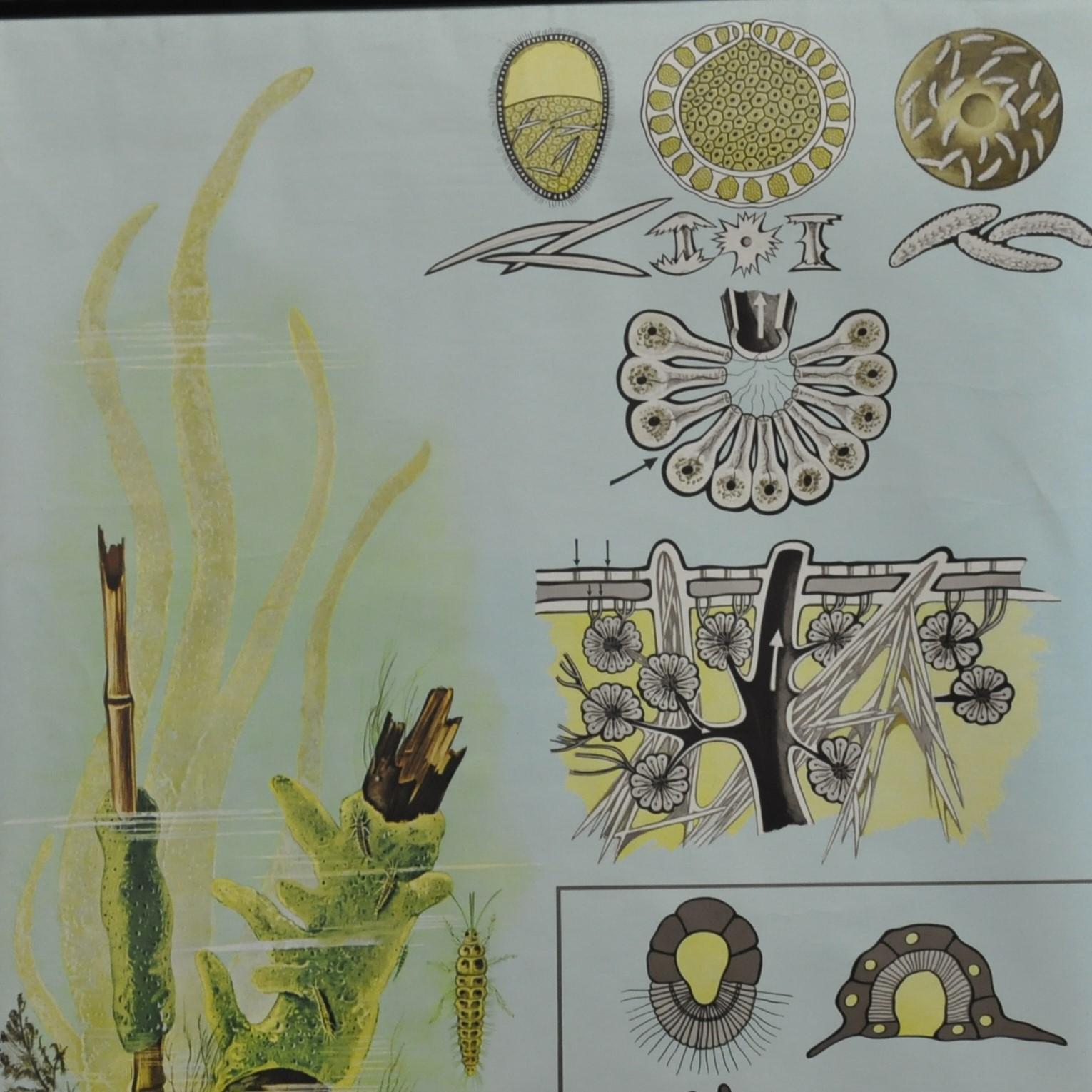 Eine landestypische Jung Koch Quentell-Schulwandtafel mit einer Darstellung der Spongillidae (einer Familie von Schwämmen, die in Süßwasserseen leben). Wird seit den 1960er Jahren als Unterrichtsmaterial in deutschen Schulen verwendet. Farbenfroher
