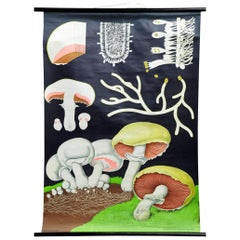 Vintage Poster Picture Wall Chart Jung Koch Quentell Field Mushroom Fungi