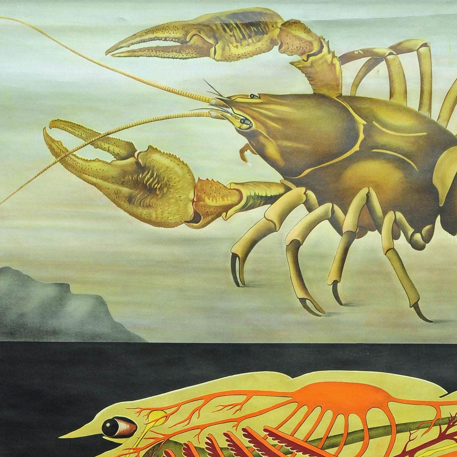 The cottagecore Jung Koch Quentell rollable close up depicts the crayfish in the water and its anatomy. Used as teaching material in German schools. Colorful print on paper reinforced with canvas. Published by Hagemann Lehrmittelverlag,