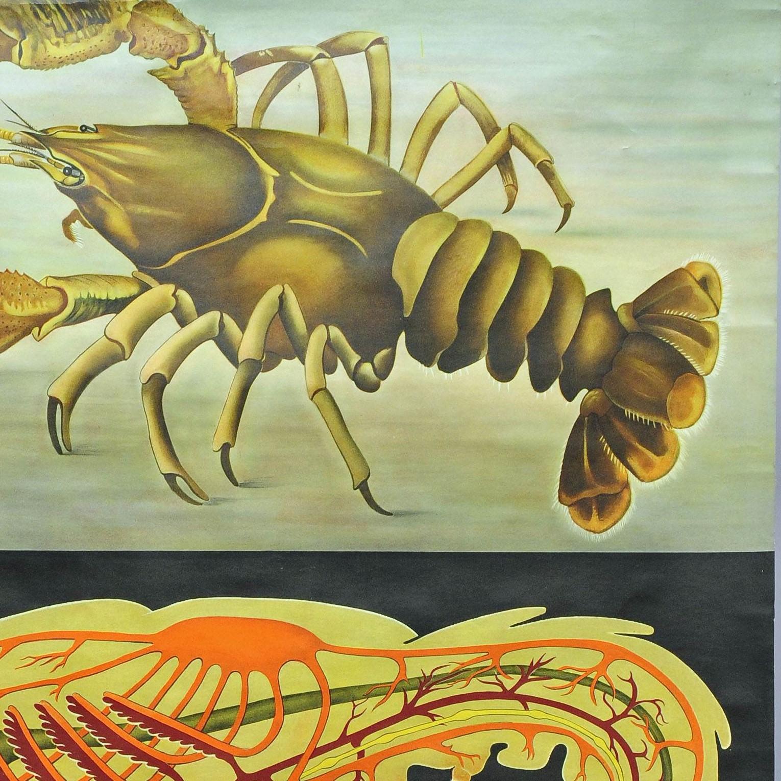 Póster vintage desplegable Gráfico mural Jung Koch Quentell Cangrejo de río Mural marítimo en Bueno estado para la venta en Berghuelen, DE