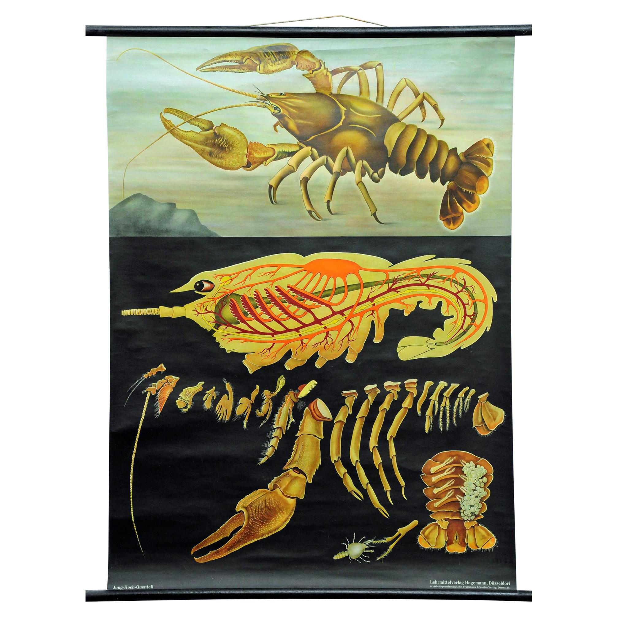 Vintage Poster Pull-Down Wall Chart Jung Koch Quentell Crayfish Maritime Mural