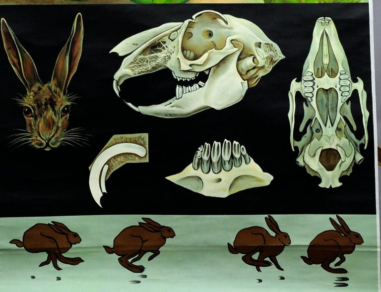 Vintage Poster Rollable Wall Chart, Animals, European Hare, Rabbit