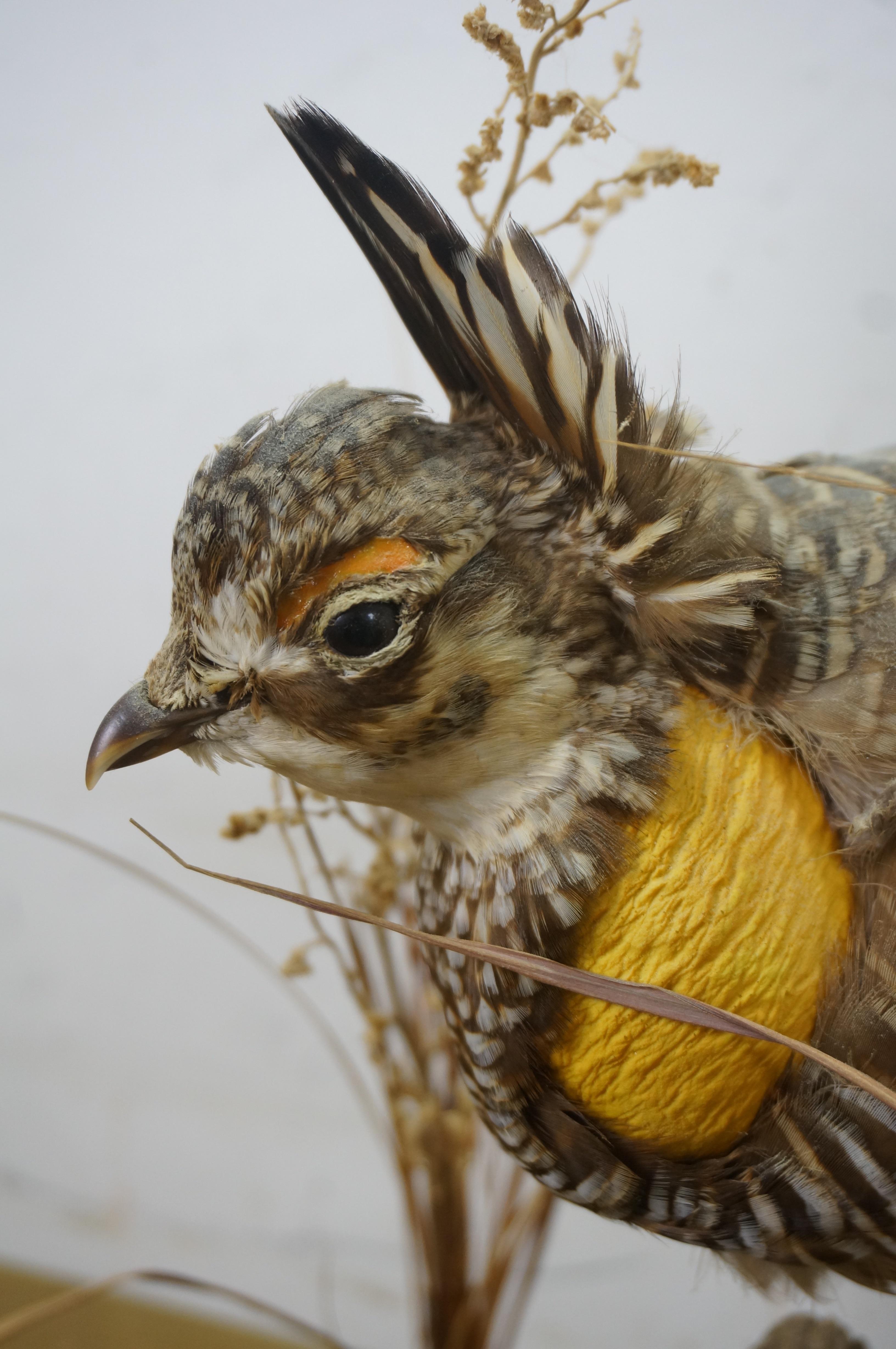 Vintage Prairie Chicken Adult Male & Female Taxidermy Bird Mount 23