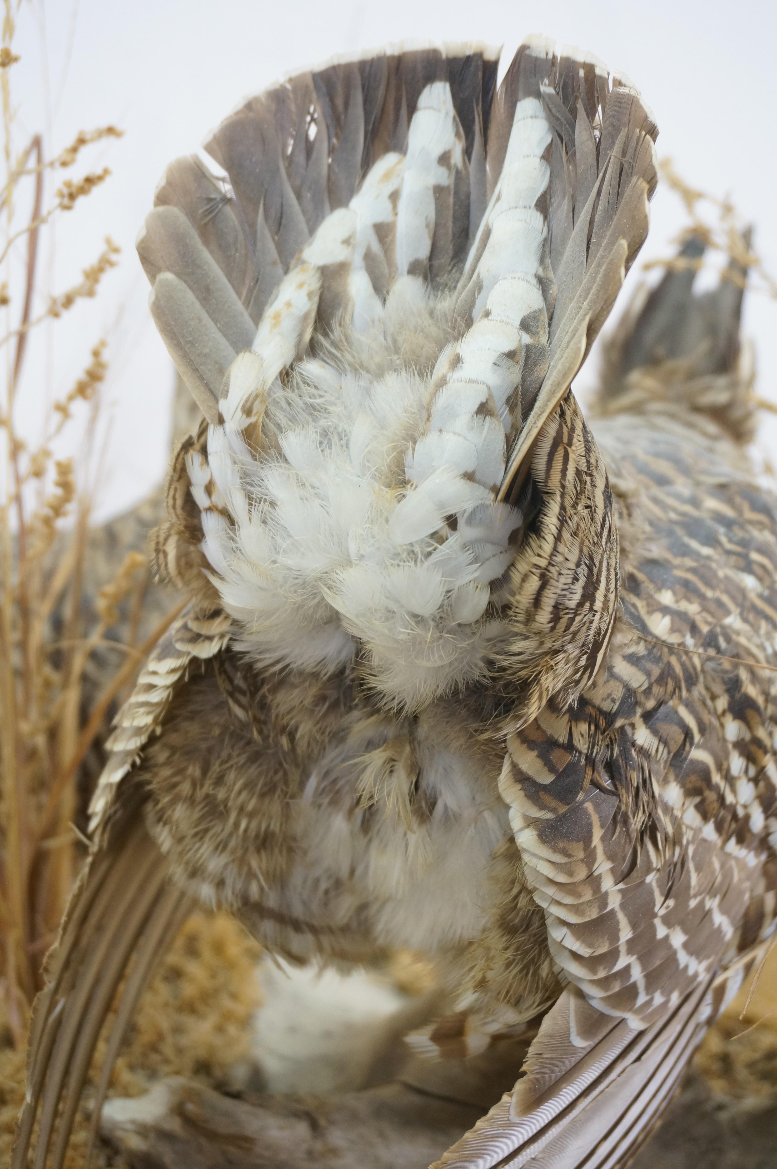 Vintage Prairie Chicken Adult Male & Female Taxidermy Bird Mount 23