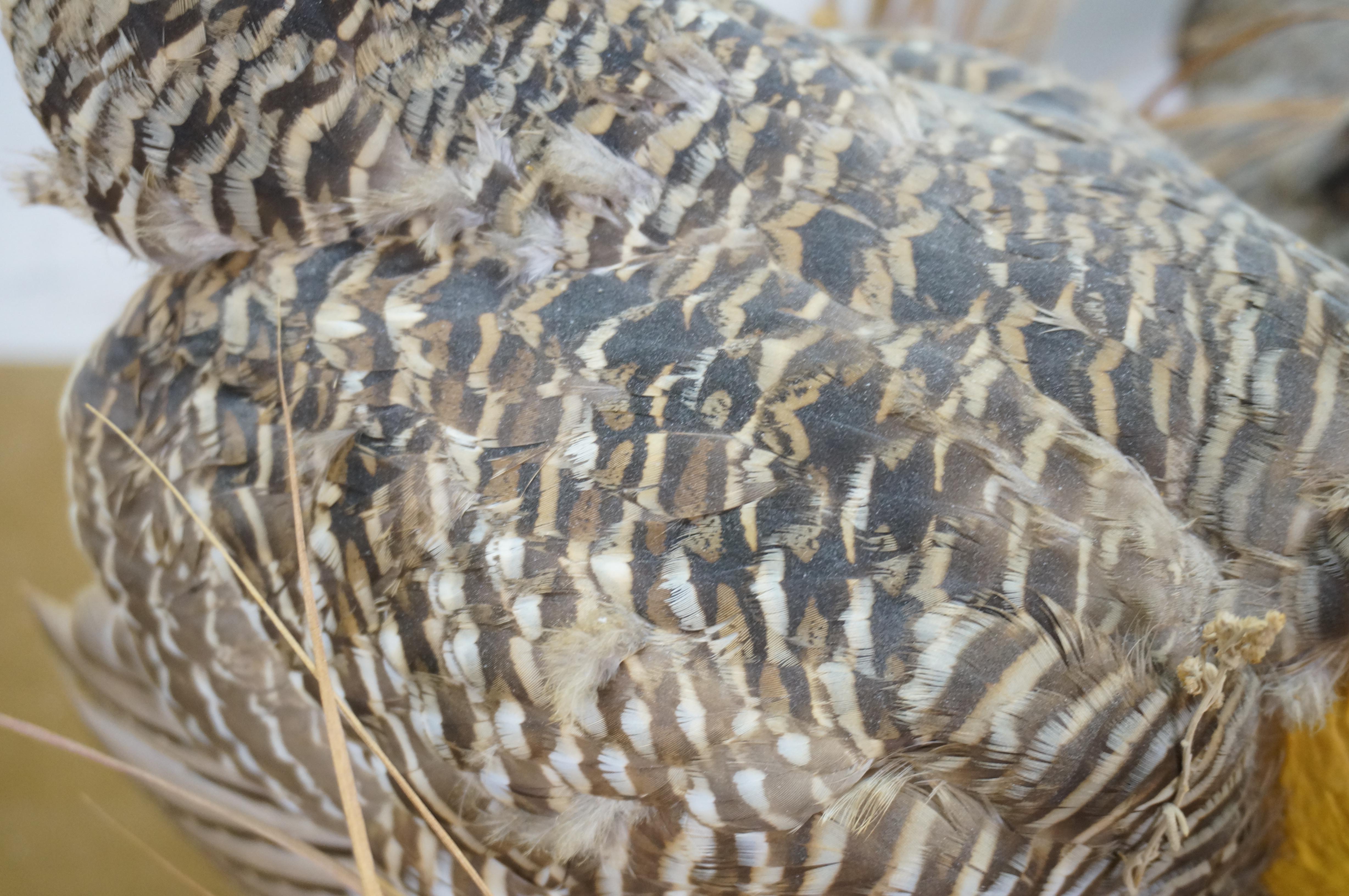 Vintage Prairie Chicken Adult Male & Female Taxidermy Bird Mount 23