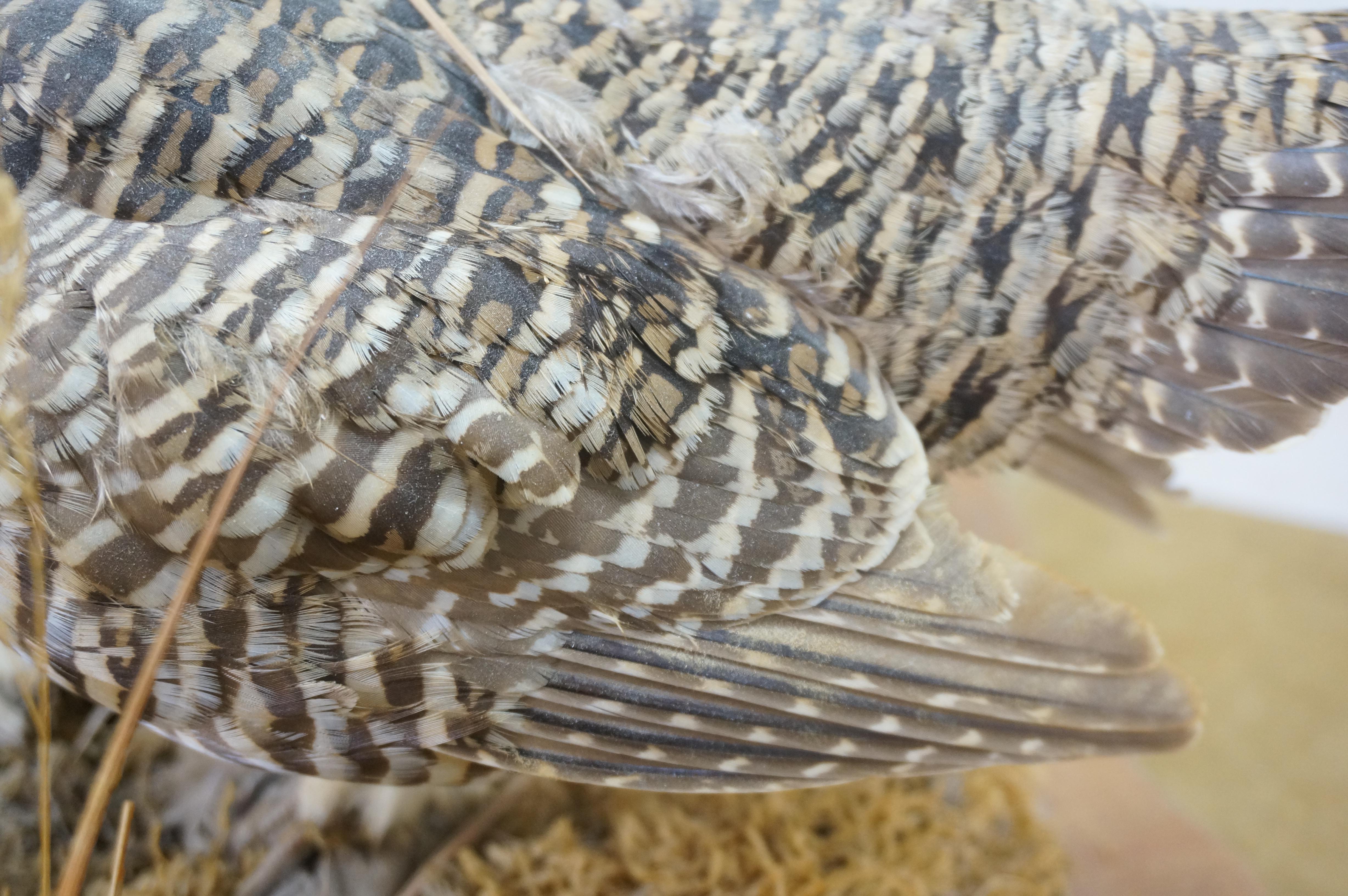 Vintage Prairie Chicken Adult Male & Female Taxidermy Bird Mount 23
