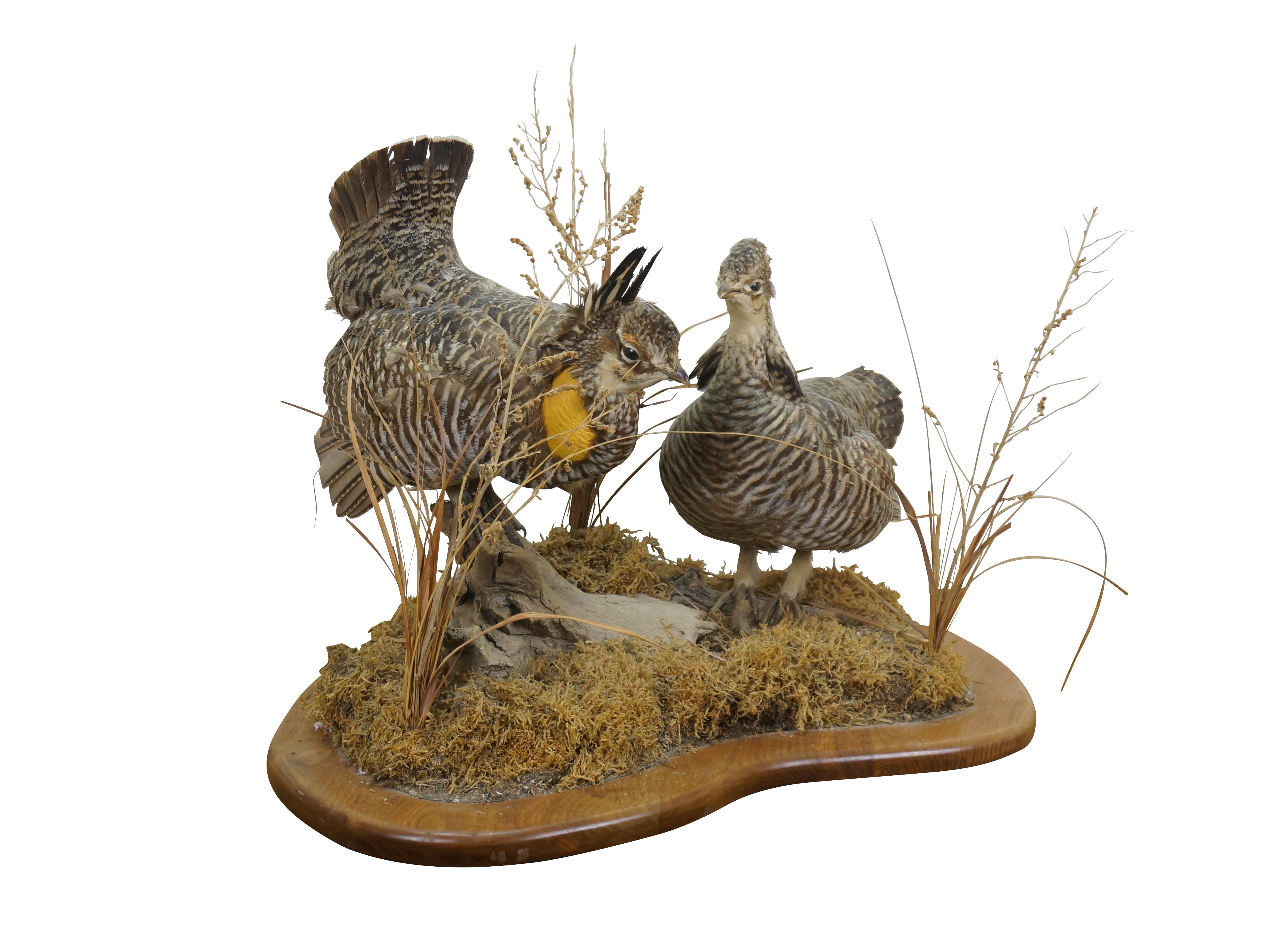 Vintage pair of Prairie Chicken game birds mounted on a wood base with driftwood and habitat.  This adult male and female taxidermy showcases the beauty of this species.

Dimensions:
22.5