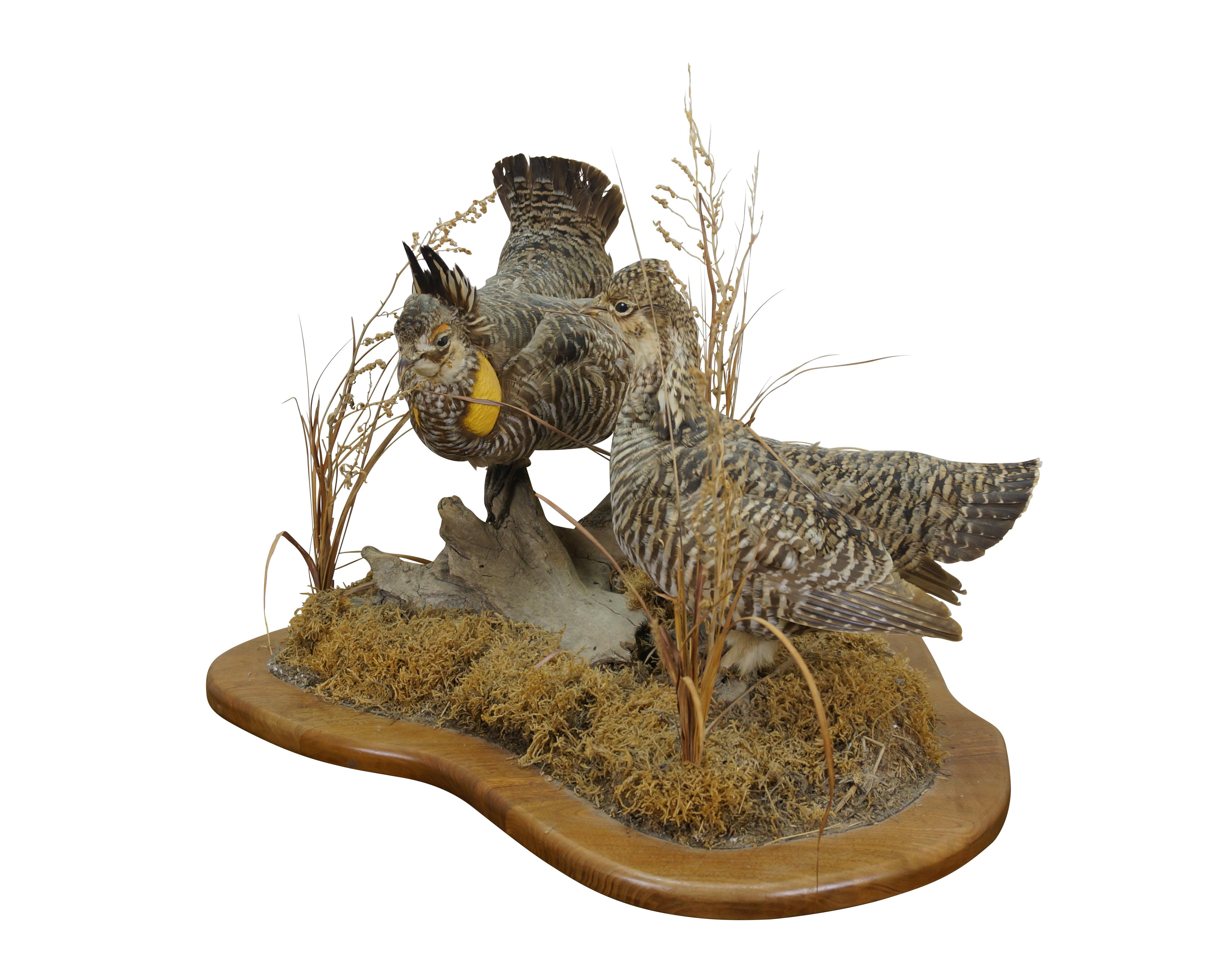 Country Vintage Prairie Chicken Adult Male & Female Taxidermy Bird Mount 23