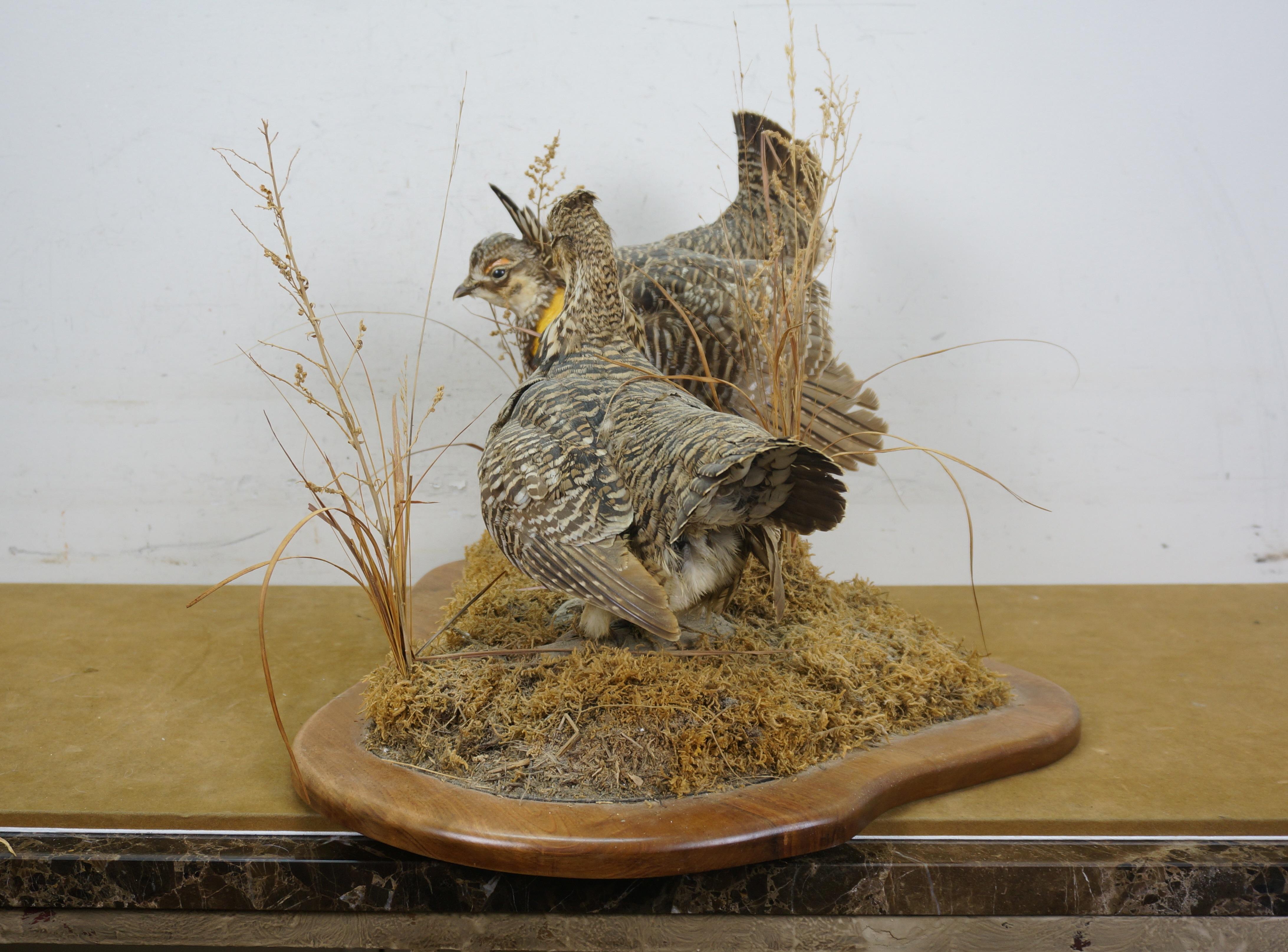 American Vintage Prairie Chicken Adult Male & Female Taxidermy Bird Mount 23