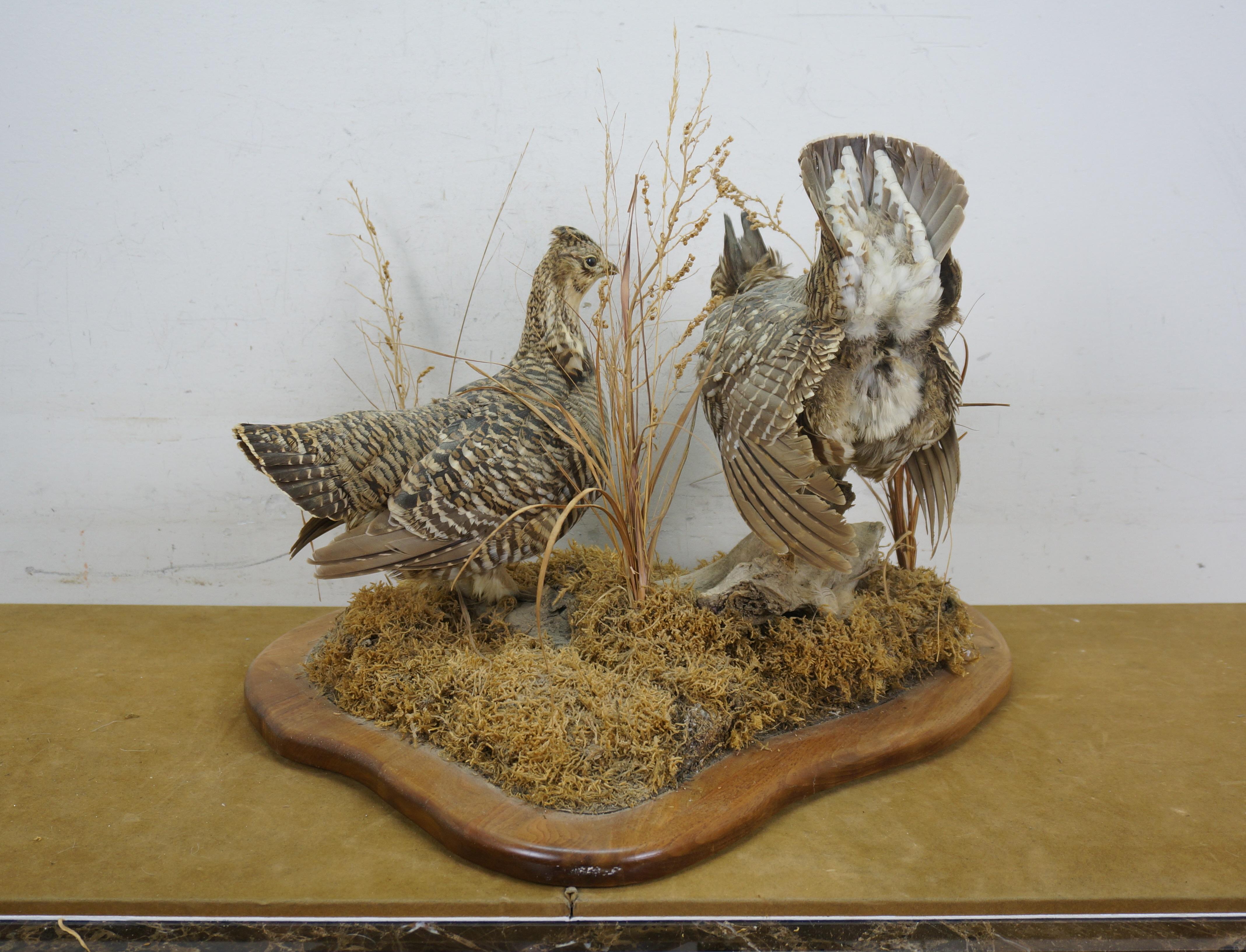 Vintage Prairie Chicken Adult Male & Female Taxidermy Bird Mount 23