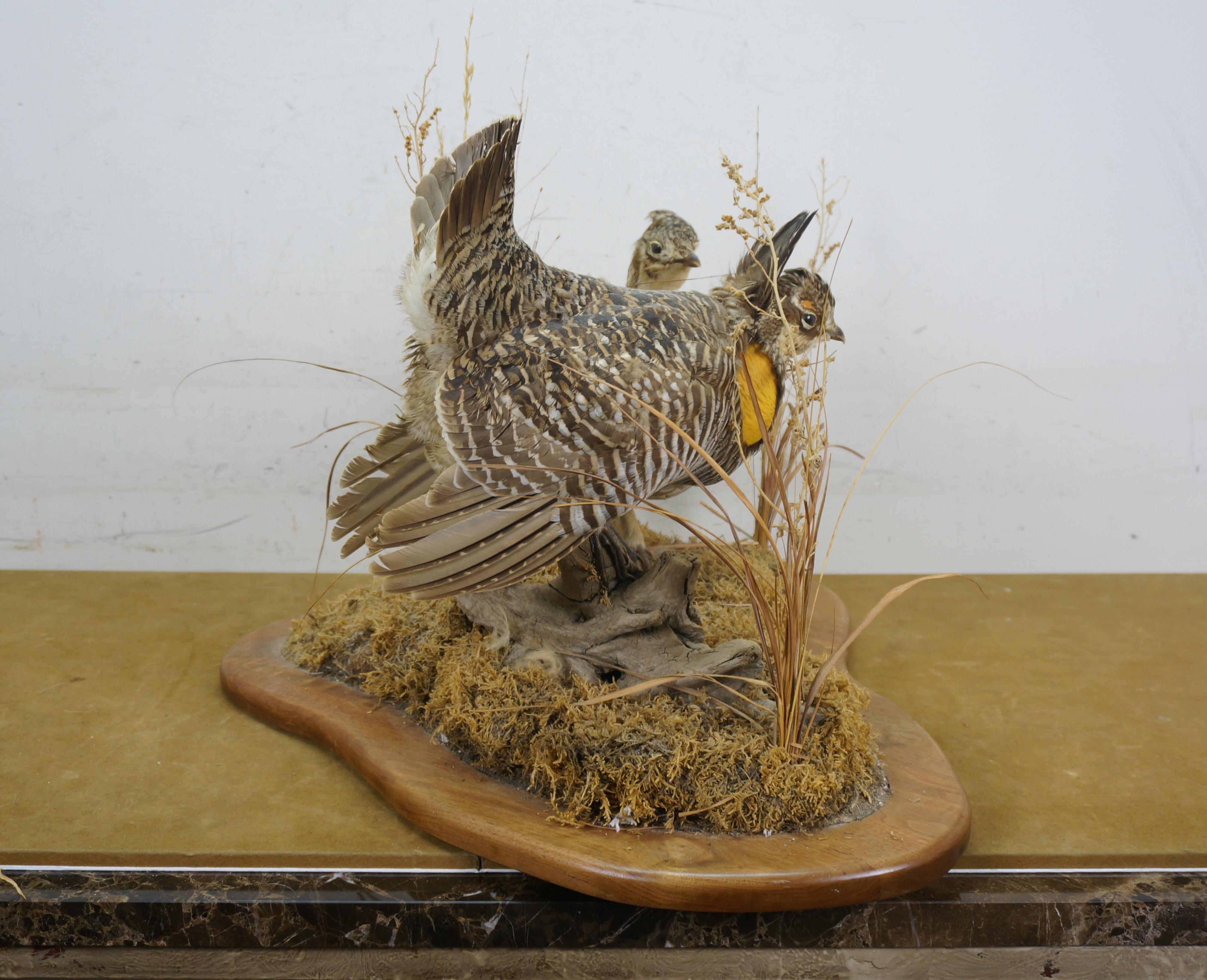 20th Century Vintage Prairie Chicken Adult Male & Female Taxidermy Bird Mount 23
