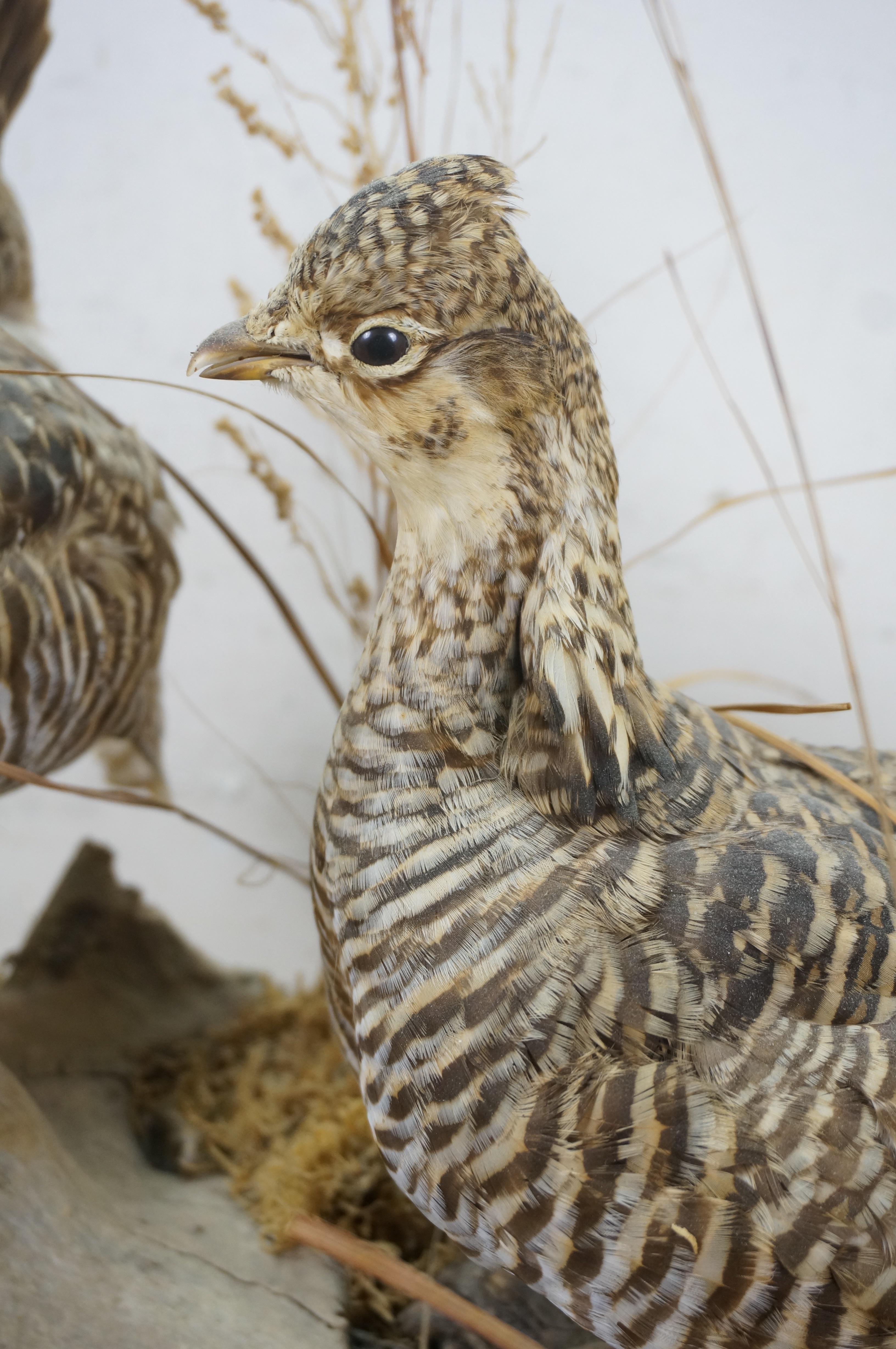Vintage Prairie Chicken Adult Male & Female Taxidermy Bird Mount 23