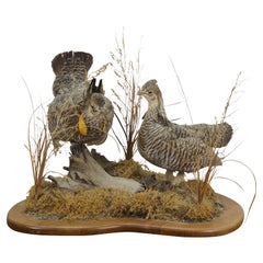 Vintage Prairie Chicken Adult Male & Female Taxidermy Bird Mount 23"