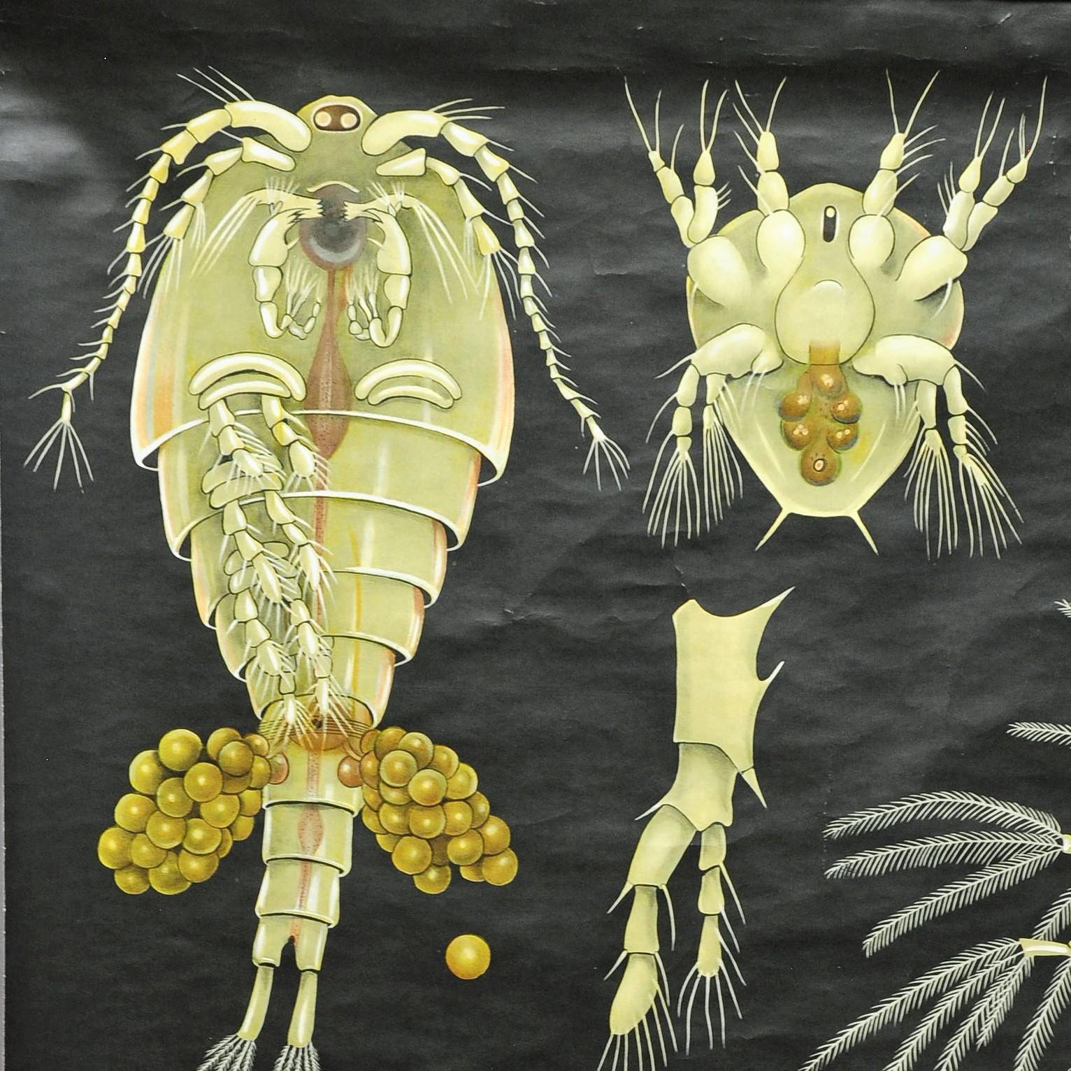 A fantastic Jung Koch Quentell pull-down wall chart illustrating entomostraca (historical subclass of crustaceans), published by Hagemann Lehrmittelverlag Duesseldorf. Used as teaching material in German school. Colorful print on paper reinforced