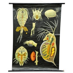 Impresión vintage Cuadro desplegable de pared Entomostraca Póster de animales Jung Koch Quentell