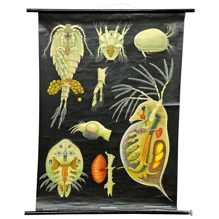 Ancienne Planche Scolaire Zoologique Vintage - Ver Solitaire (Tapeworm) - Lithographie Originale à Tirage Manuel