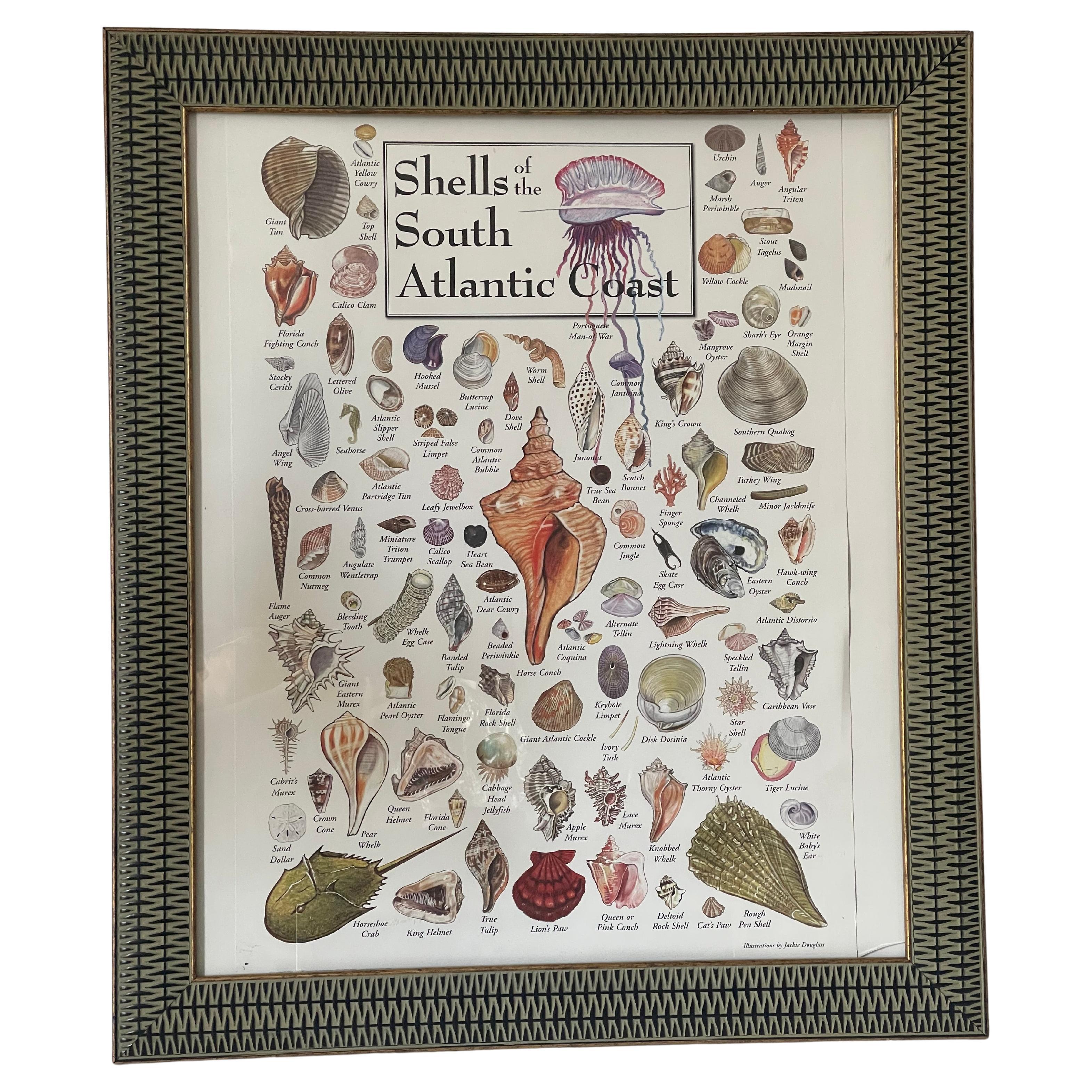 Vintage Print Muscheln mit f Atlantik Südküste. Gerahmt im Angebot