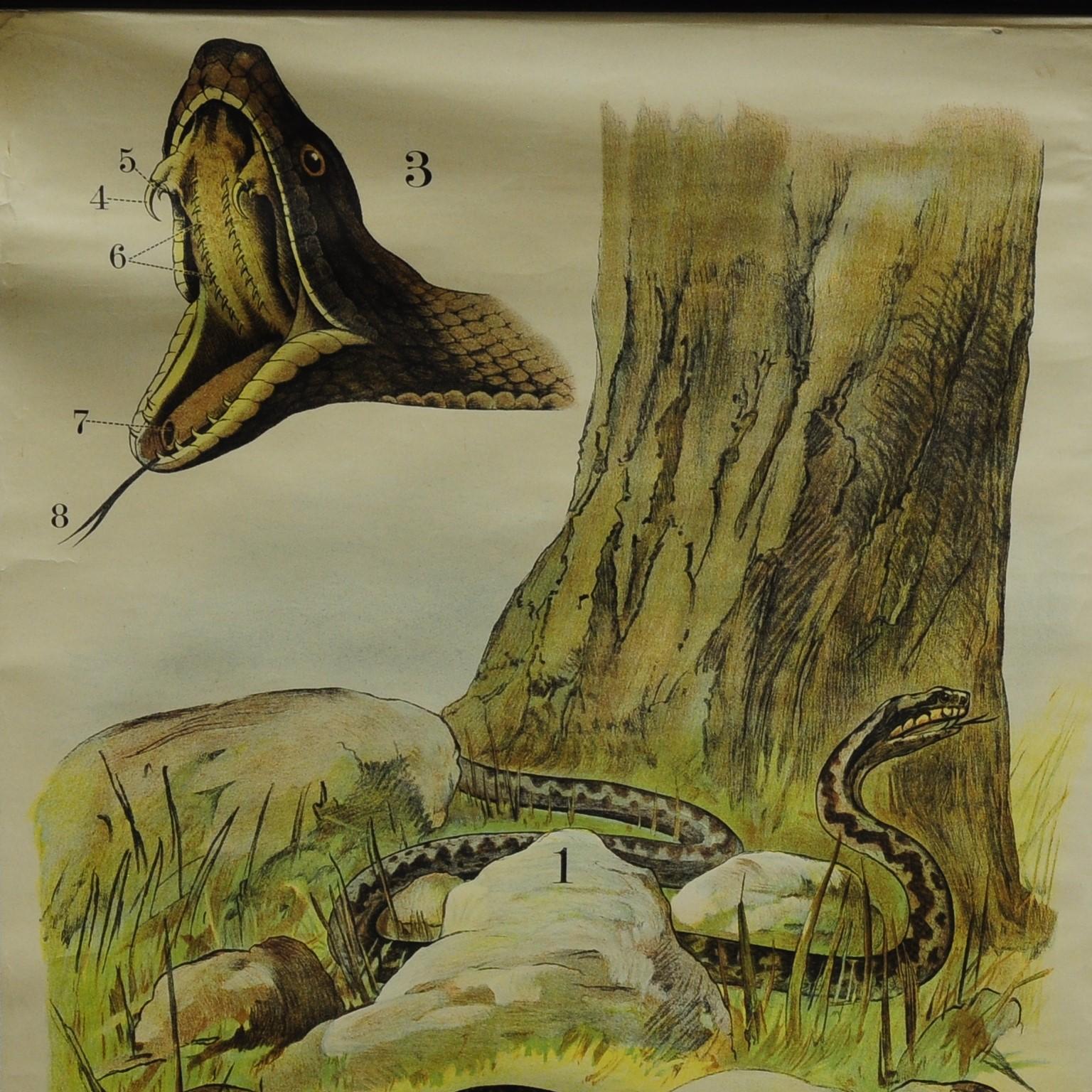 The wall chart shows the appearance of the adder and the grass snake. It was published by the Verlag von J.F. Schreiber, Esslingen and Munich. Colorful print on paper reinforced with canvas.
Measurements:
Width 108cm (42.52 inch)
Height 78 cm (30.71