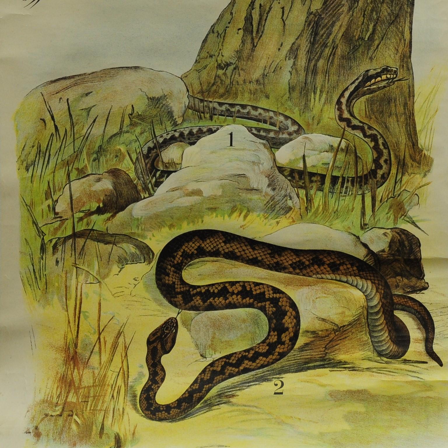 Country Tableau mural vintage sur la vipère / le serpent d'herbe en vente