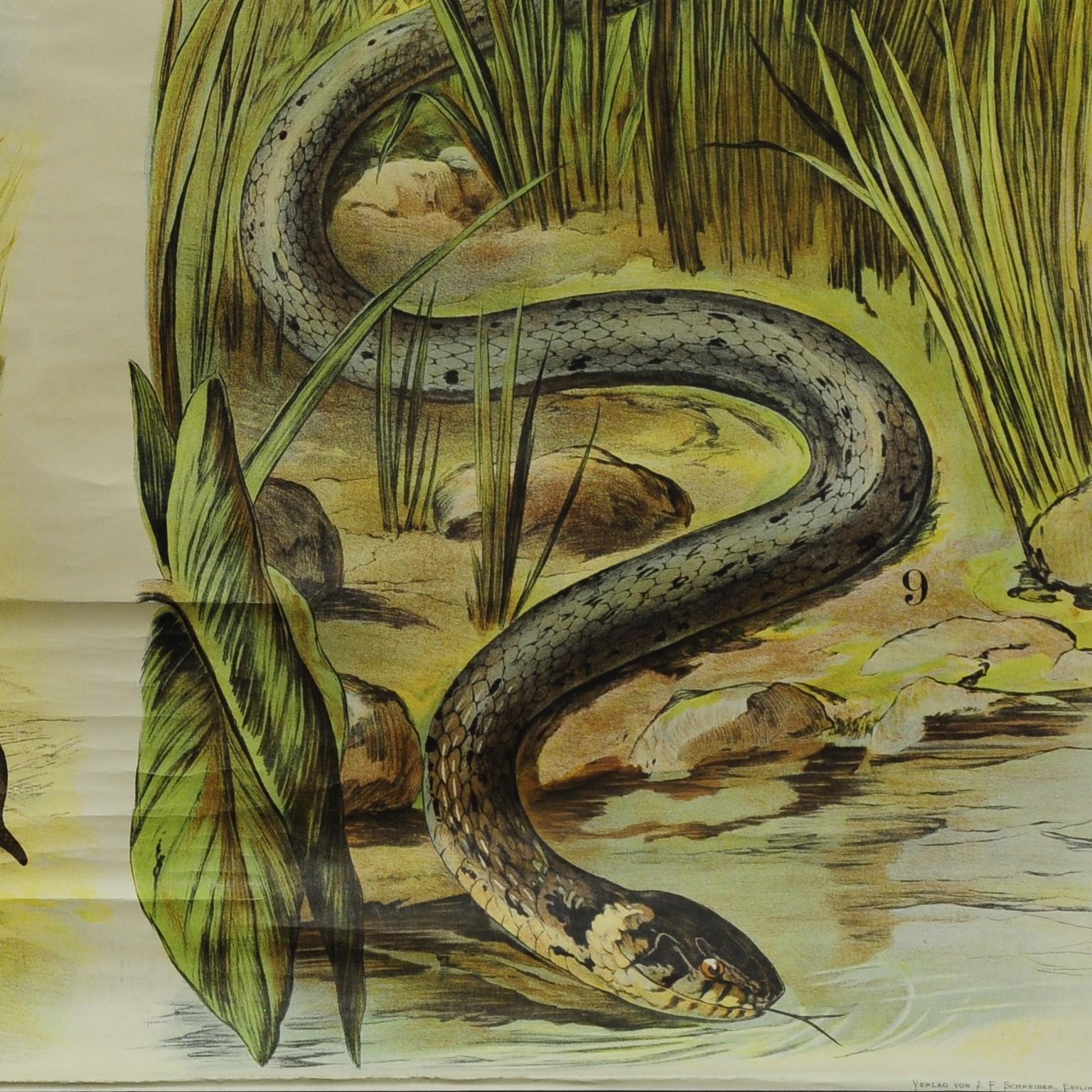 Country Vintage Pull Down Wall Chart about the Adder / Grass Snake For Sale