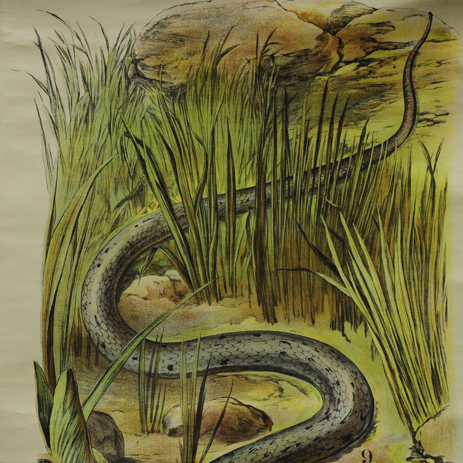 German Vintage Pull Down Wall Chart about the Adder / Grass Snake For Sale