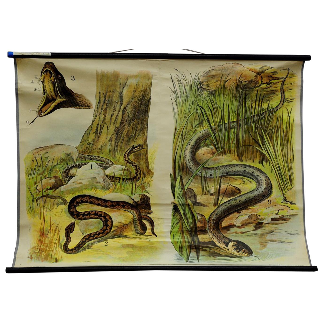Vintage Pull Down Wall Chart about the Adder / Grass Snake For Sale
