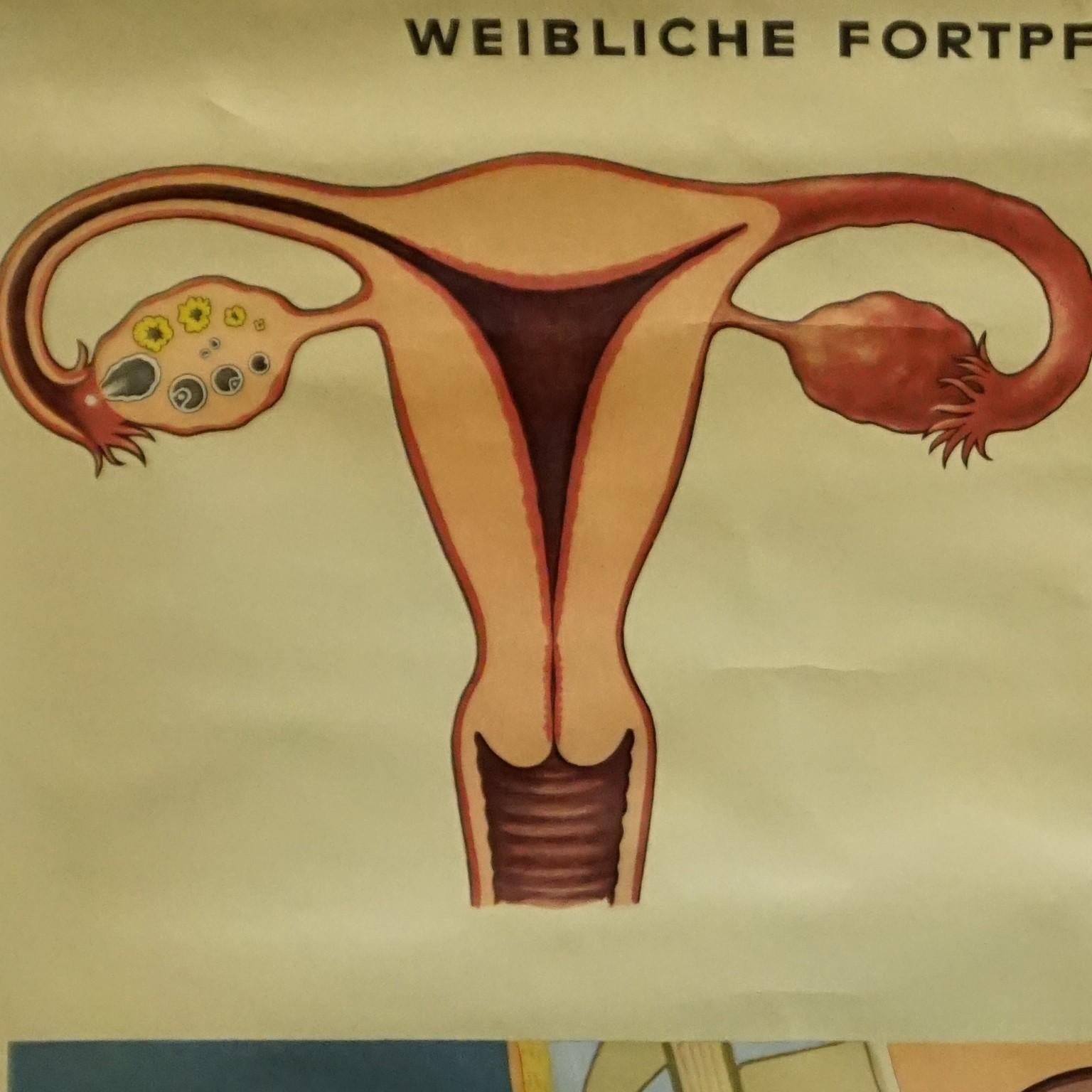 The wall chart depicts the female genital tract. It was published by Dr. med. Margret Mang and Lecturer Elisabeth Rucker. Colorful print on paper reinforced with canvas. 
Measurements:
Width 83cm (32.68 inch)
Height 114.50cm (45.08 inch)

The