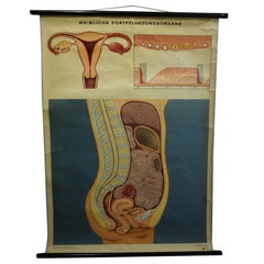 Vintage Pull Down Wall Chart about the Female Genital Tract
