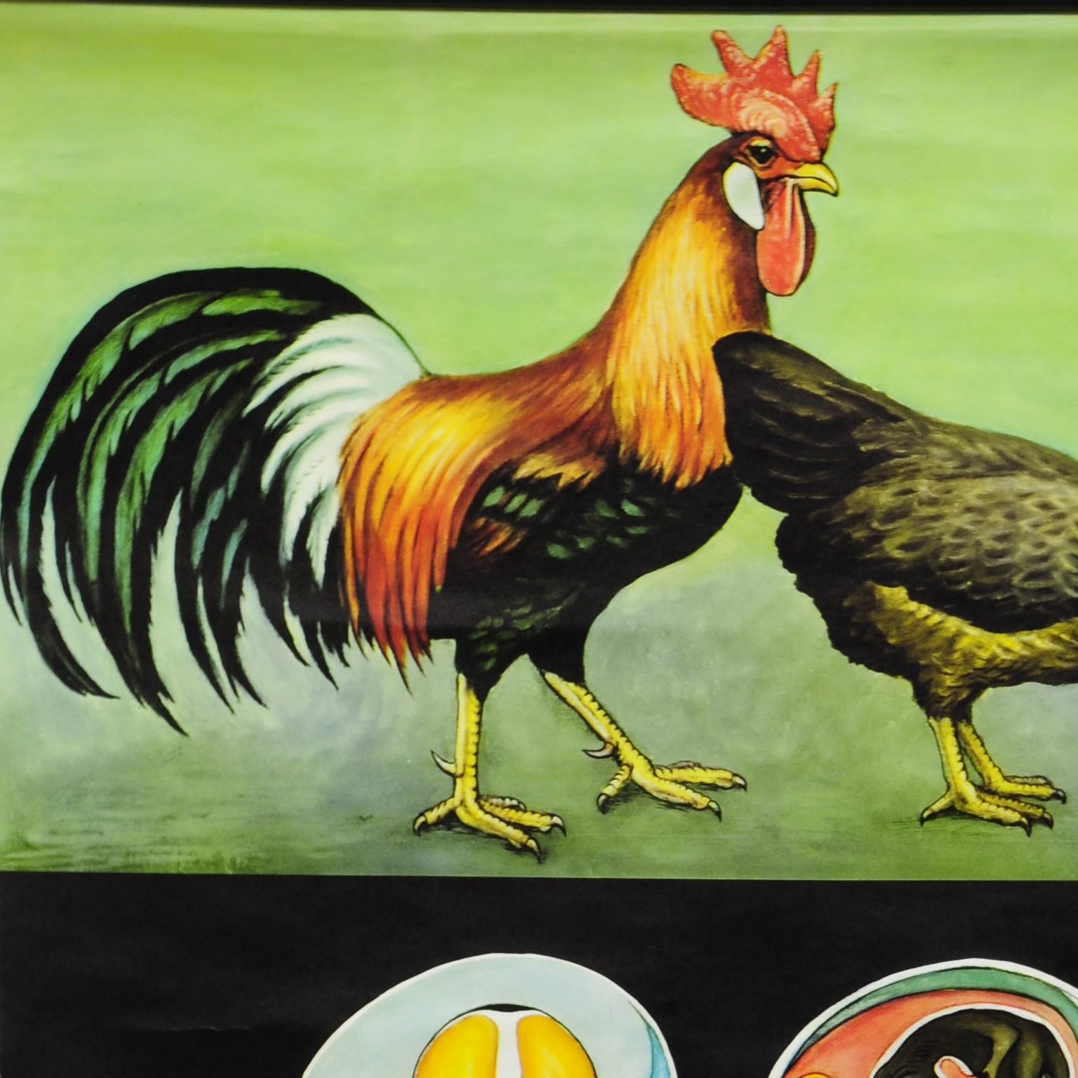 A classical rollable Jung Koch Quentell vintage wall chart showing the appearance and inner structure of a chicken (hen). Published by Hagemann Lehrmittelverlag, Duelsseldorf. Colorful print on paper reinforced with canvas. 
Measures:
Width 82 cm
