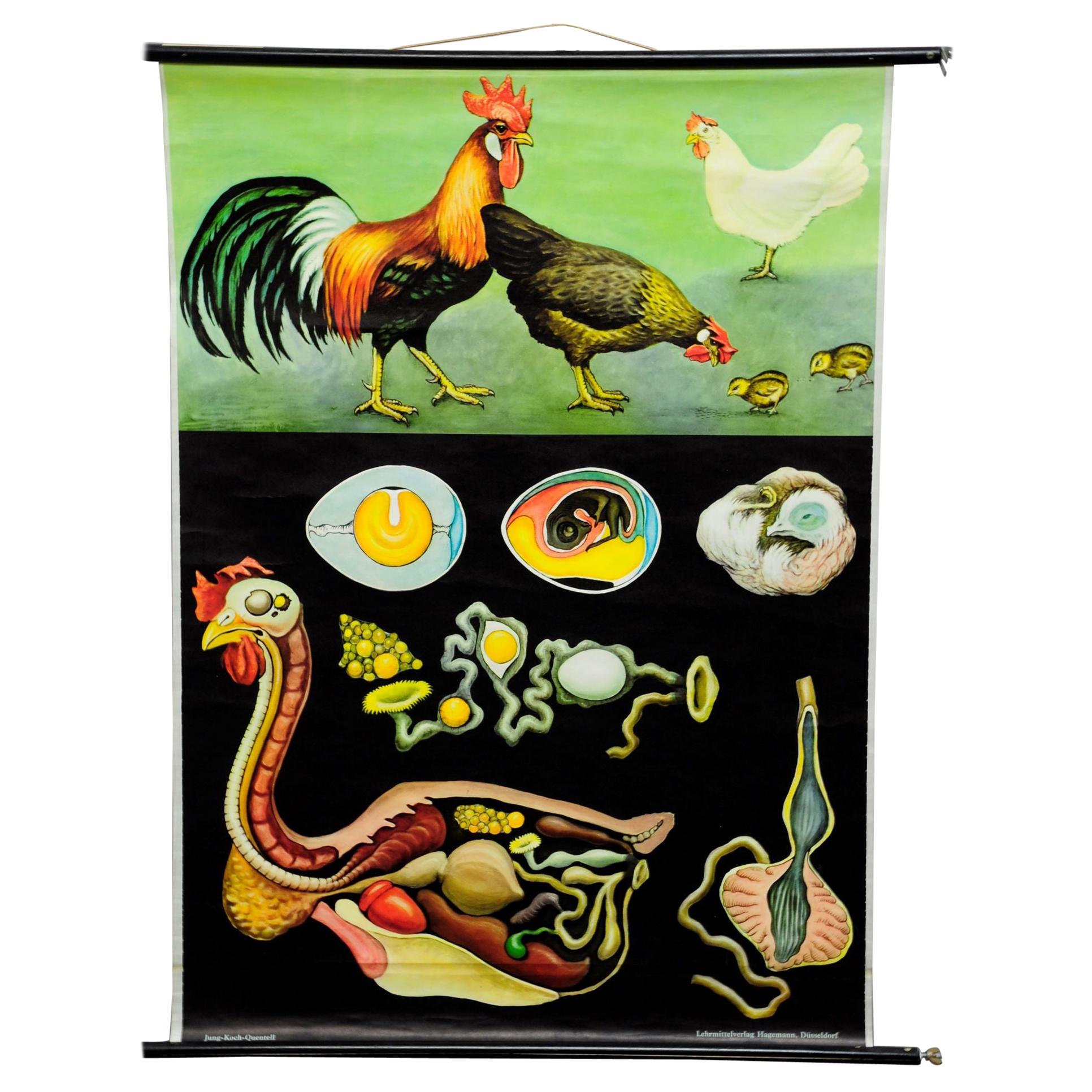 Vintage Pull-Down Wall Chart Jung Koch Quentell Chicken Hen Country Style