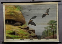 Vintage Pull-Down Wall Chart Life of Bats Mammalias