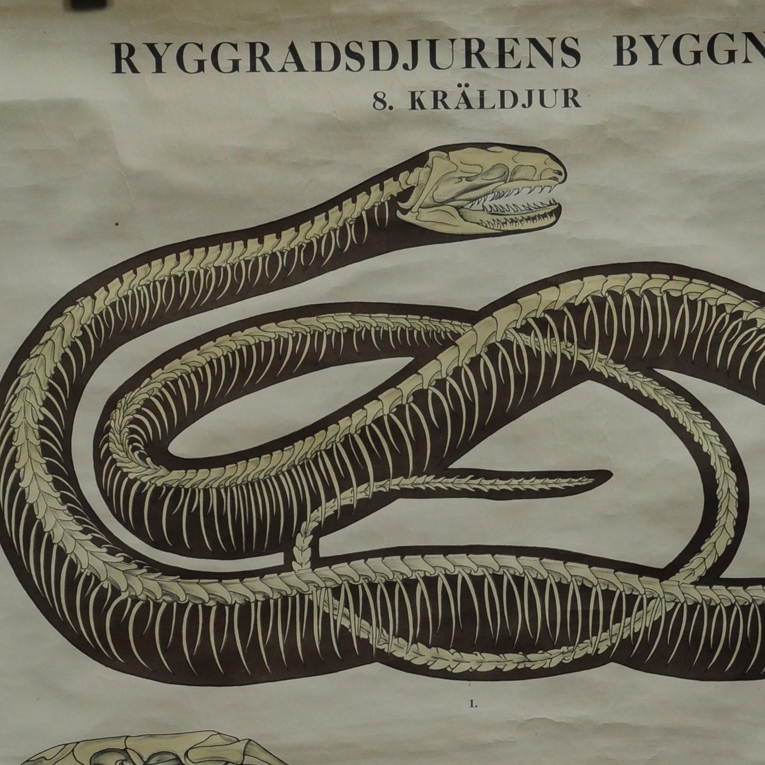 The rollable Swedish wall chart illustrates the bone structure of reptiles e.g. snake, lizard, turtle, common viper and crocodile. Colorful print on paper reinforced with canvas. Ryggradsjurens Byggnad 8. Kräldjur.
Measurements:
Width: 69cm (27.17