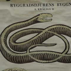 Vintage Pull-Down Wall Chart Skeleton of Reptiles Snake Lizard Turtle Crocodile