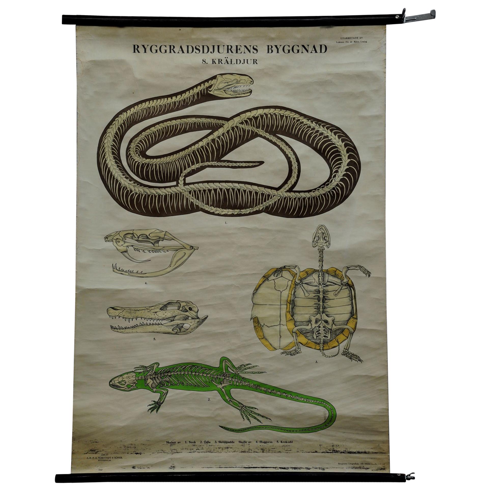 Vintage Pull-Down Wall Chart Skeleton of Reptiles Snake Lizard Turtle Crocodile For Sale