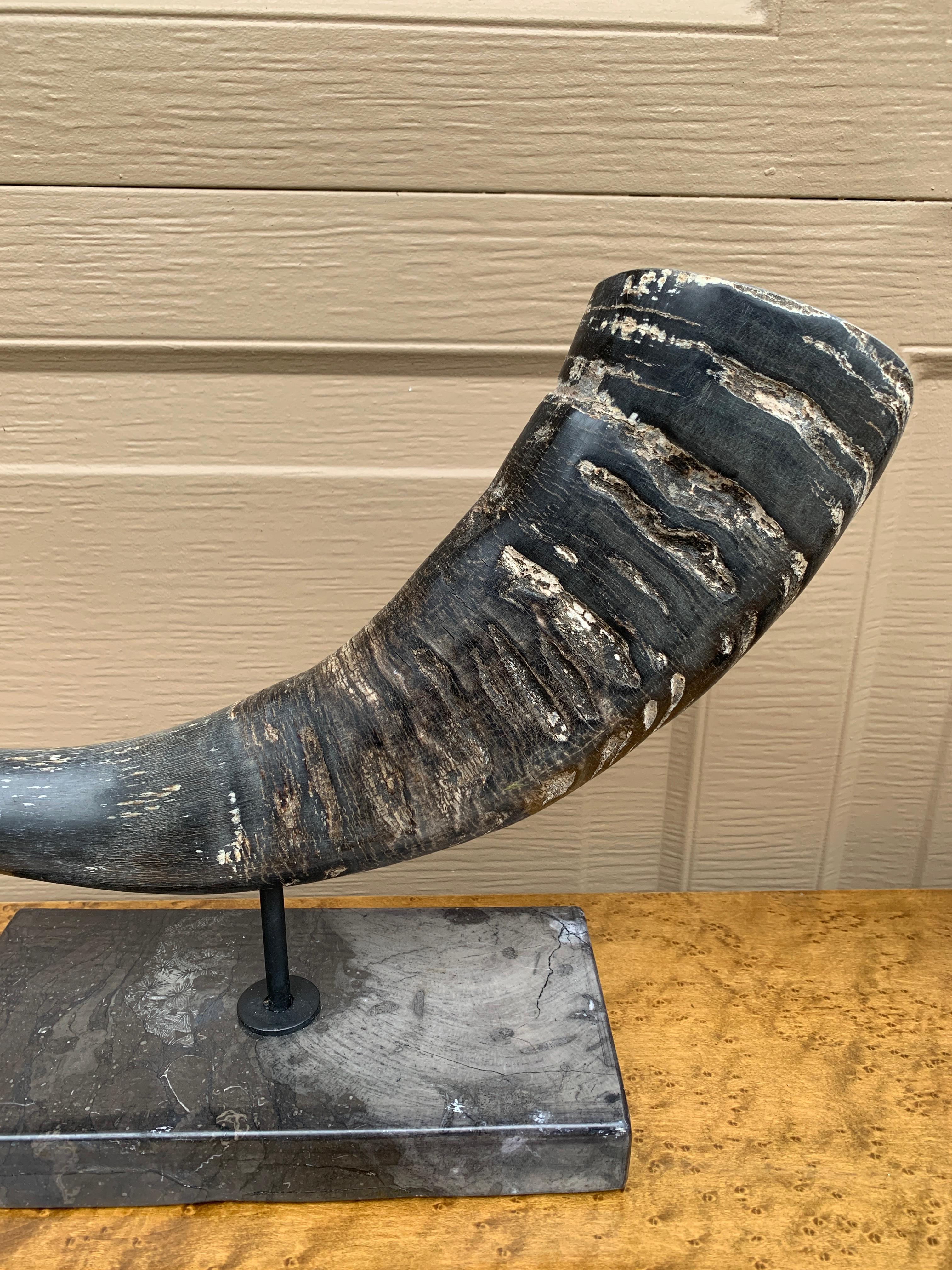 XX secolo Corni d'ariete d'epoca su supporti di marmo nero, coppia in vendita