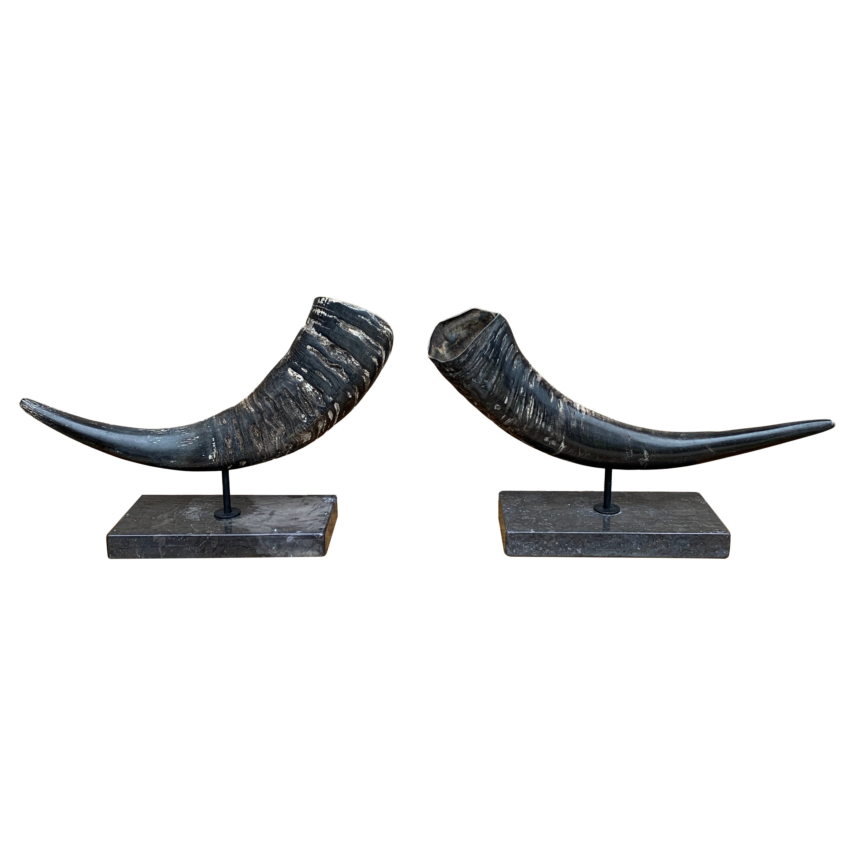 Corni d
ariete d
epoca su supporti di marmo nero, coppia in vendita
